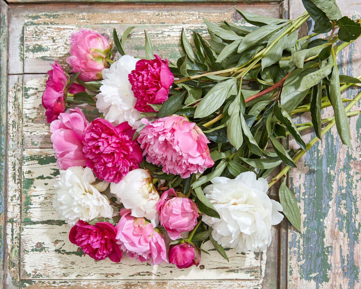 Paeonia 'Dinner Plate' - Image 4