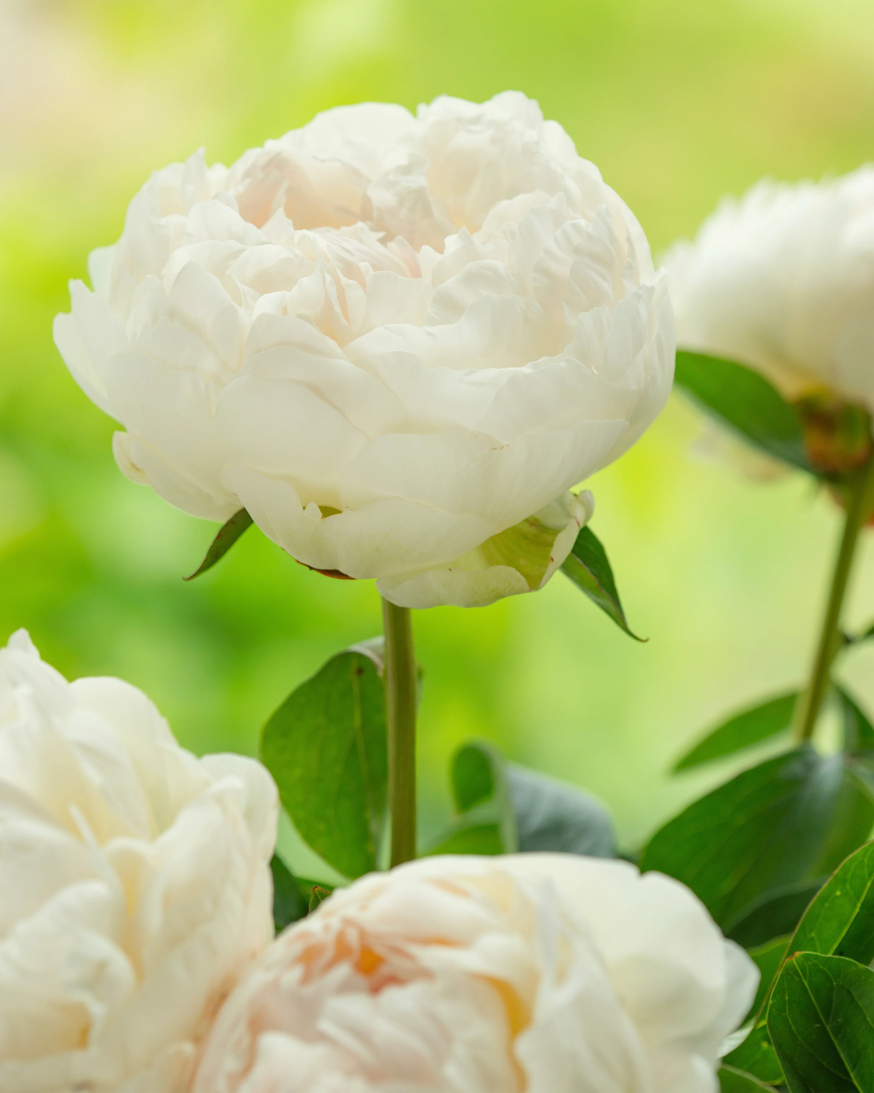 Paeonia 'Elsa Sass' - Image 2
