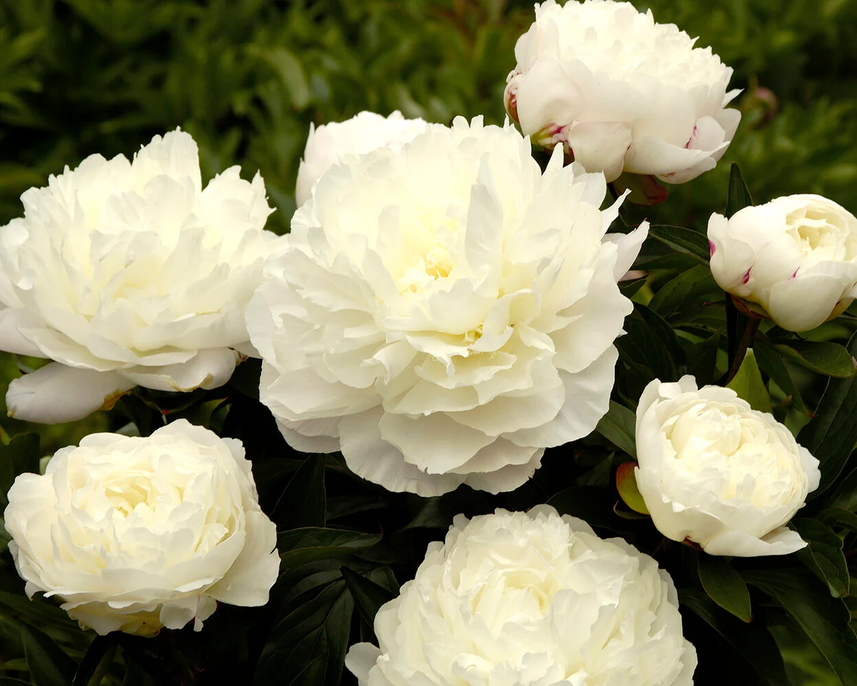 Paeonia 'Elsa Sass' - Image 3