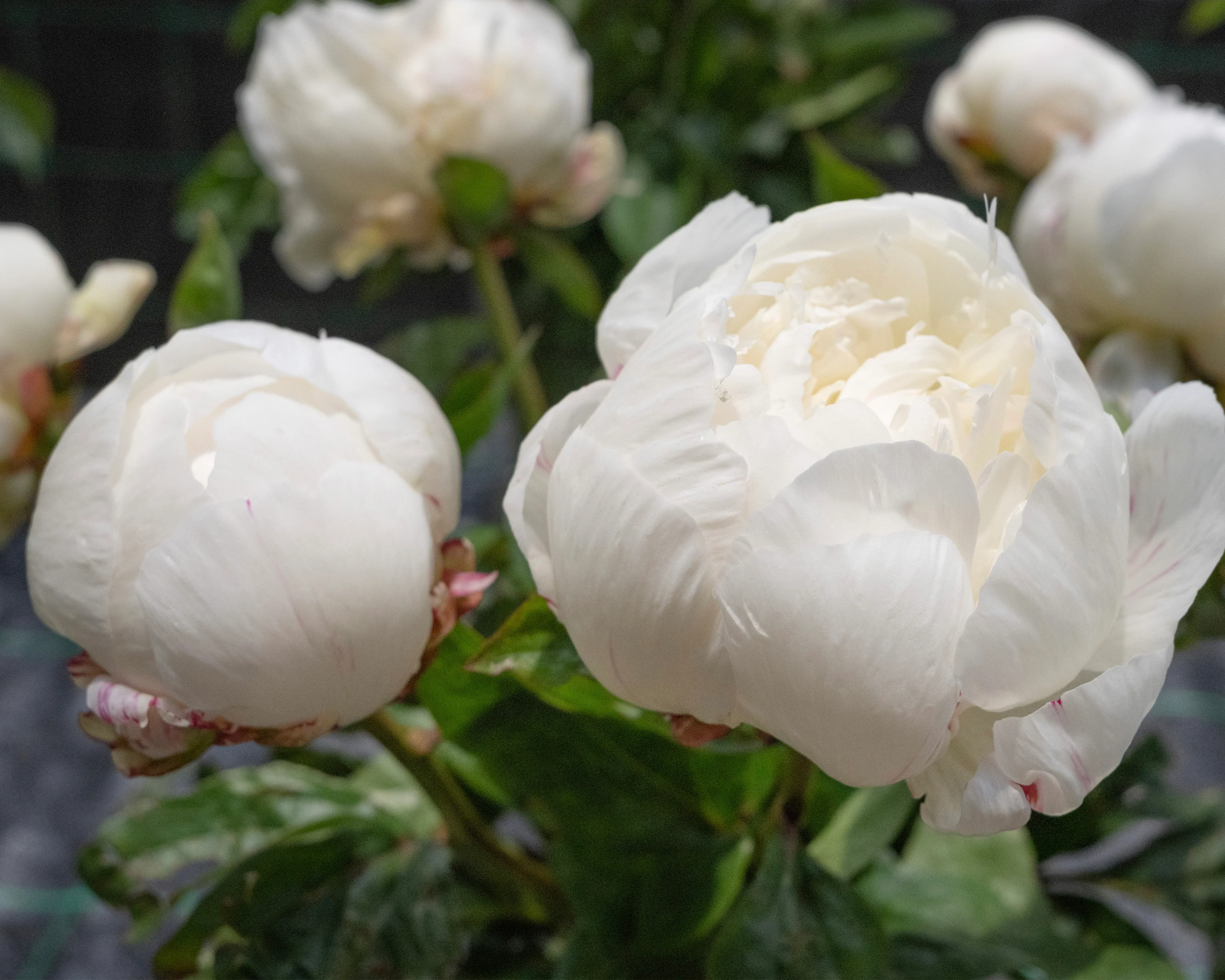 Paeonia 'Elsa Sass' - Image 4