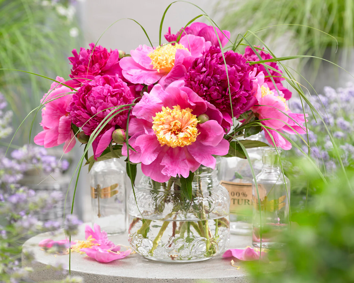 Paeonia 'Félix Crousse' - Image 3