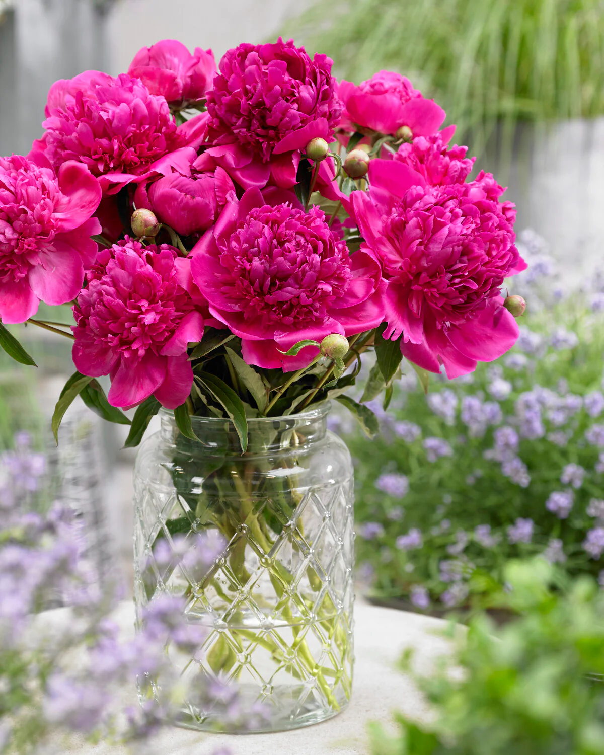 Paeonia 'Félix Crousse' - Image 5