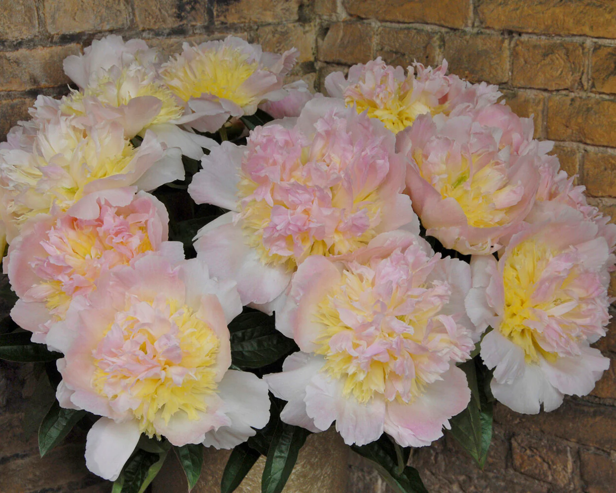 Paeonia 'Honey Gold' - Image 10