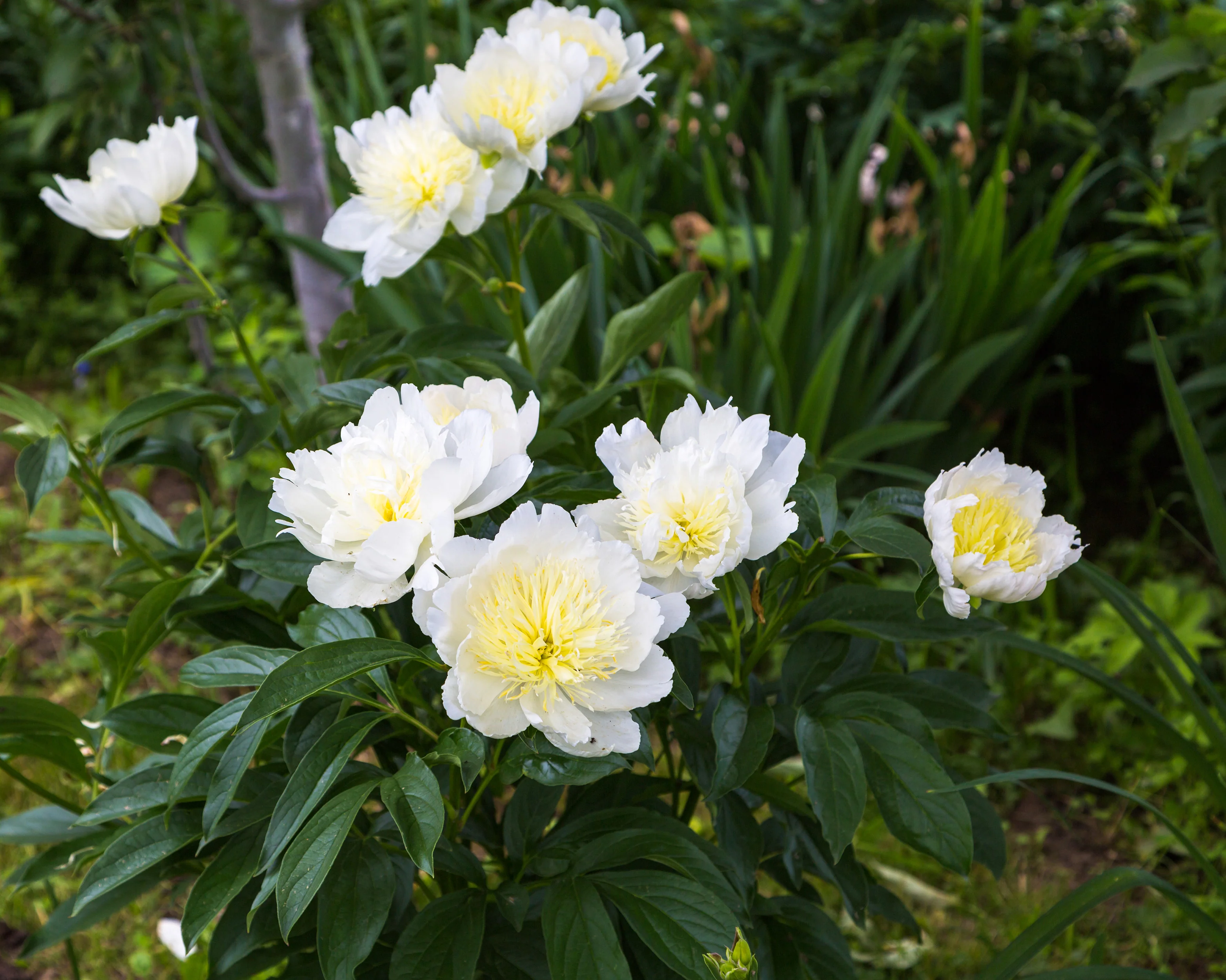 Paeonia 'Honey Gold' - Image 11