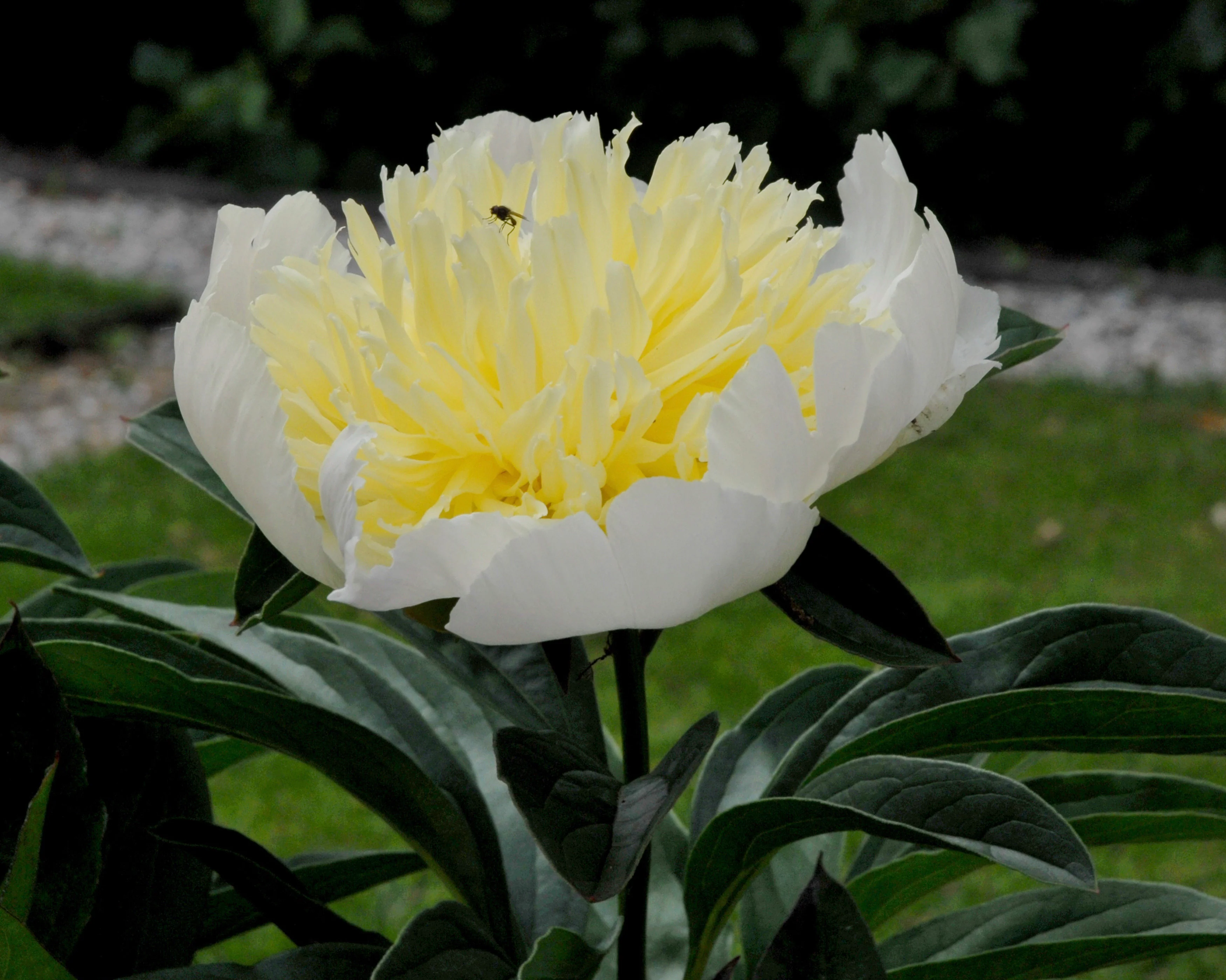 Paeonia 'Honey Gold' - Image 12