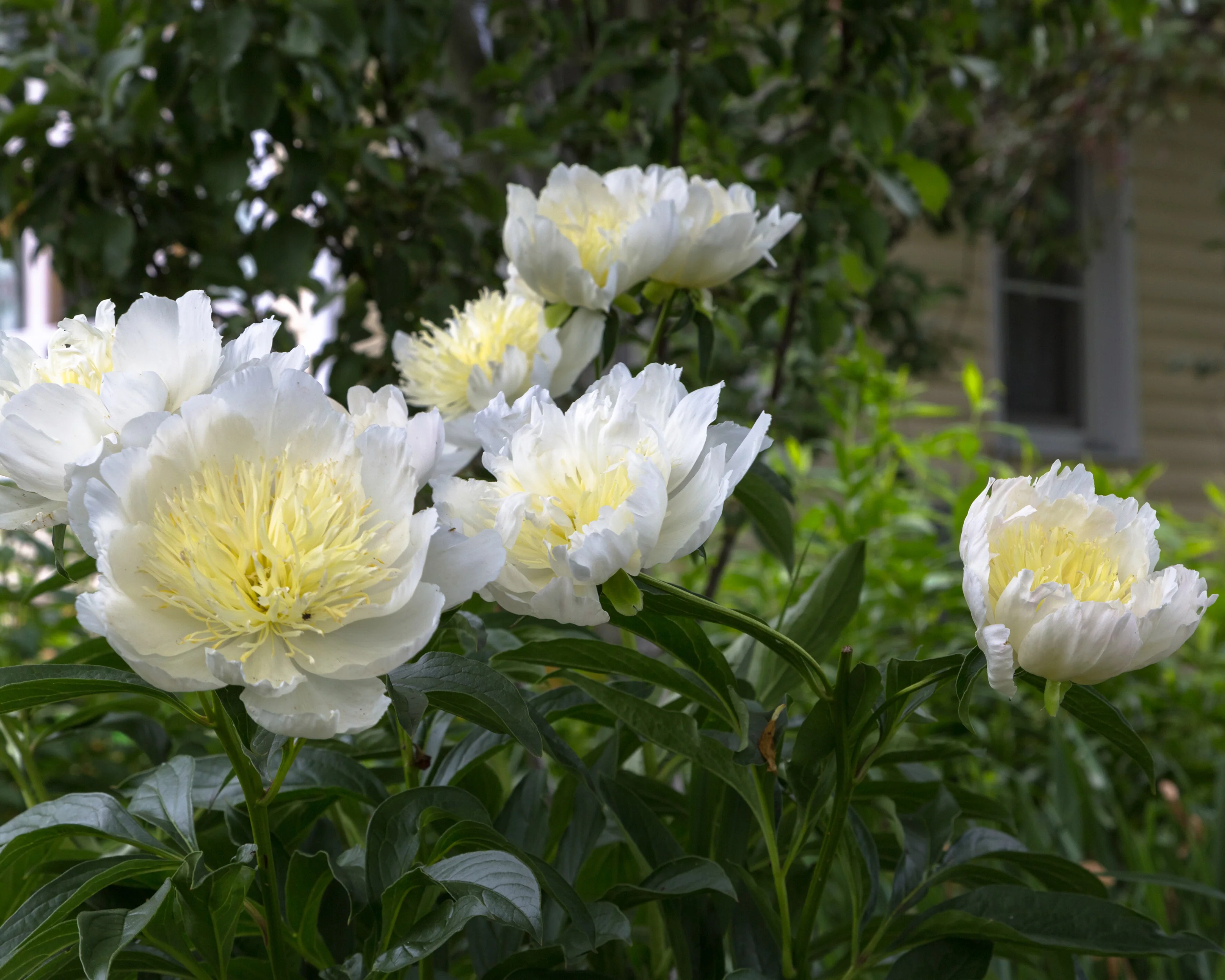 Paeonia 'Honey Gold' - Image 2