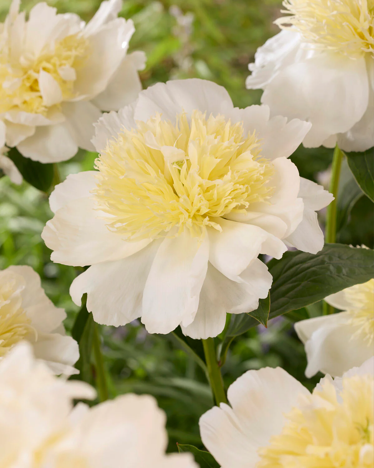 Paeonia 'Honey Gold' - Image 3