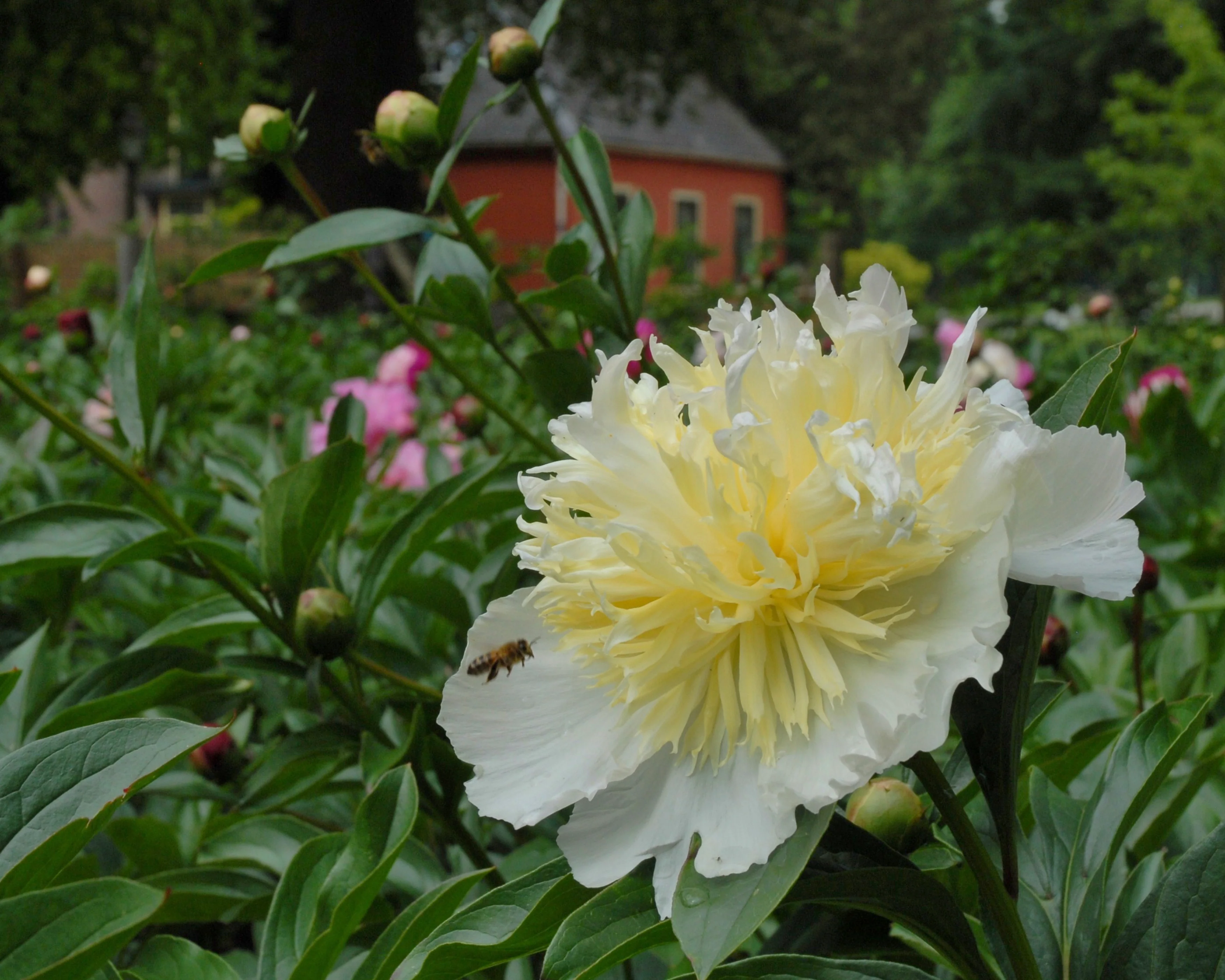 Paeonia 'Honey Gold' - Image 4