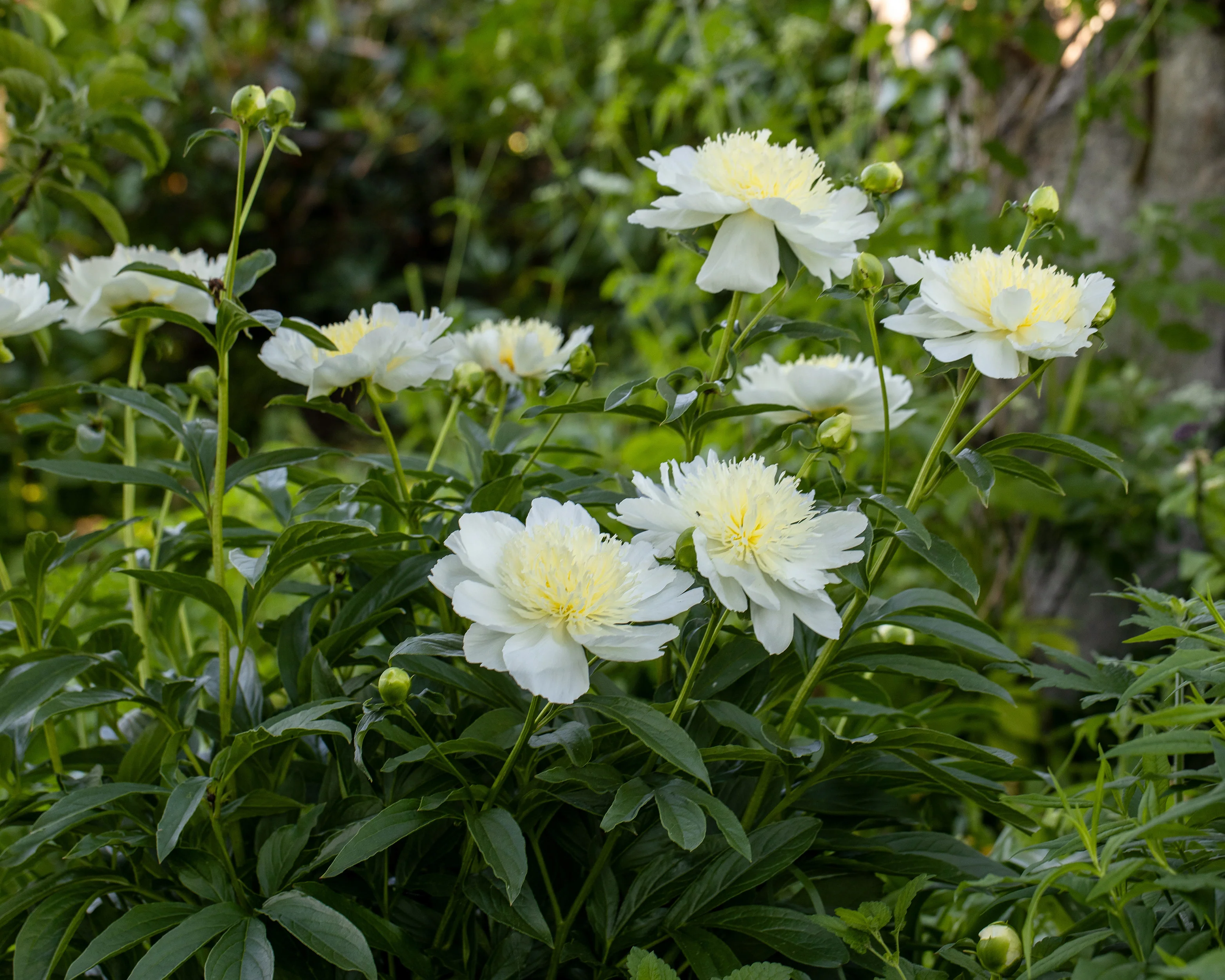 Paeonia 'Honey Gold' - Image 5