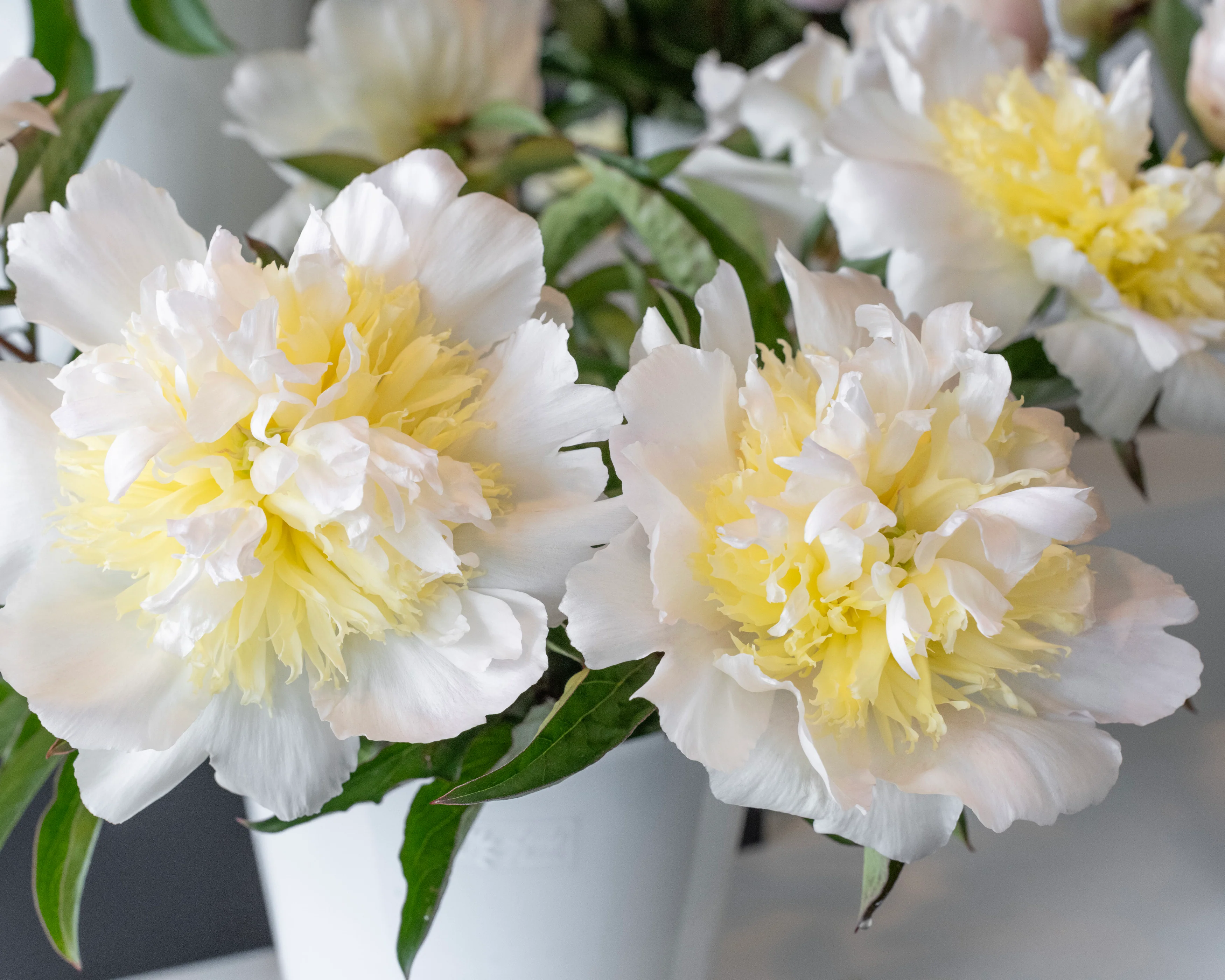 Paeonia 'Honey Gold' - Image 6