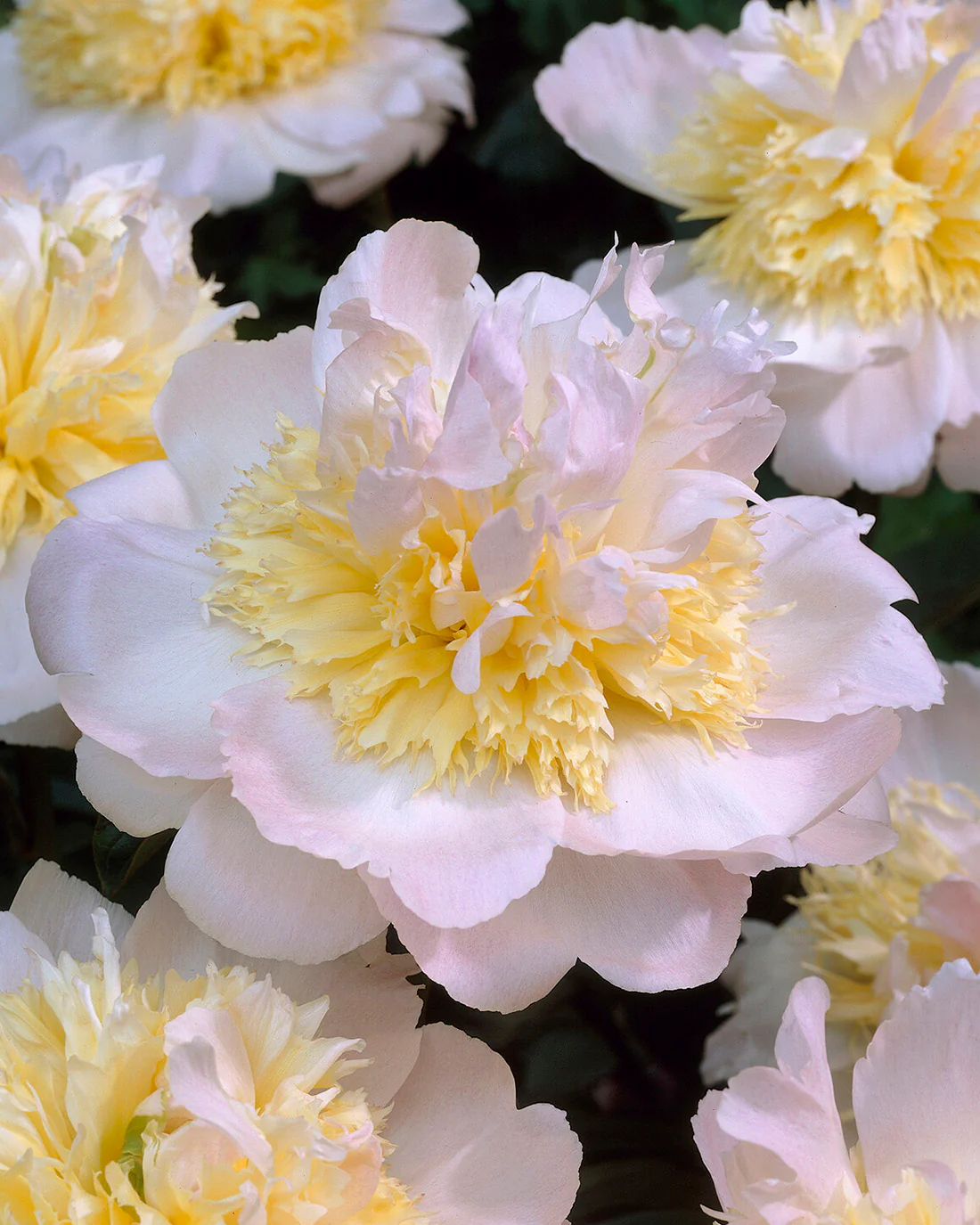 Paeonia 'Honey Gold' - Image 7