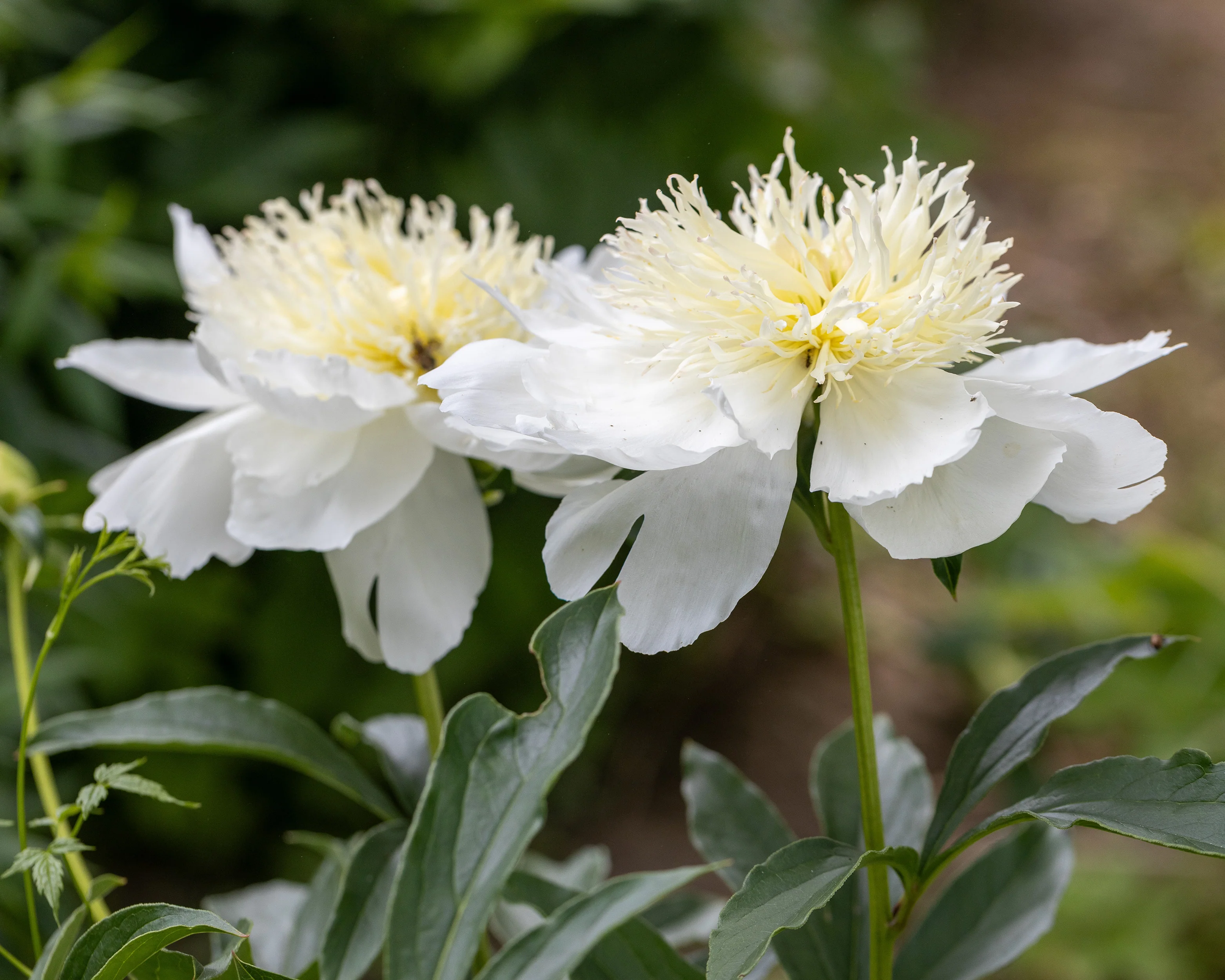 Paeonia 'Honey Gold' - Image 8