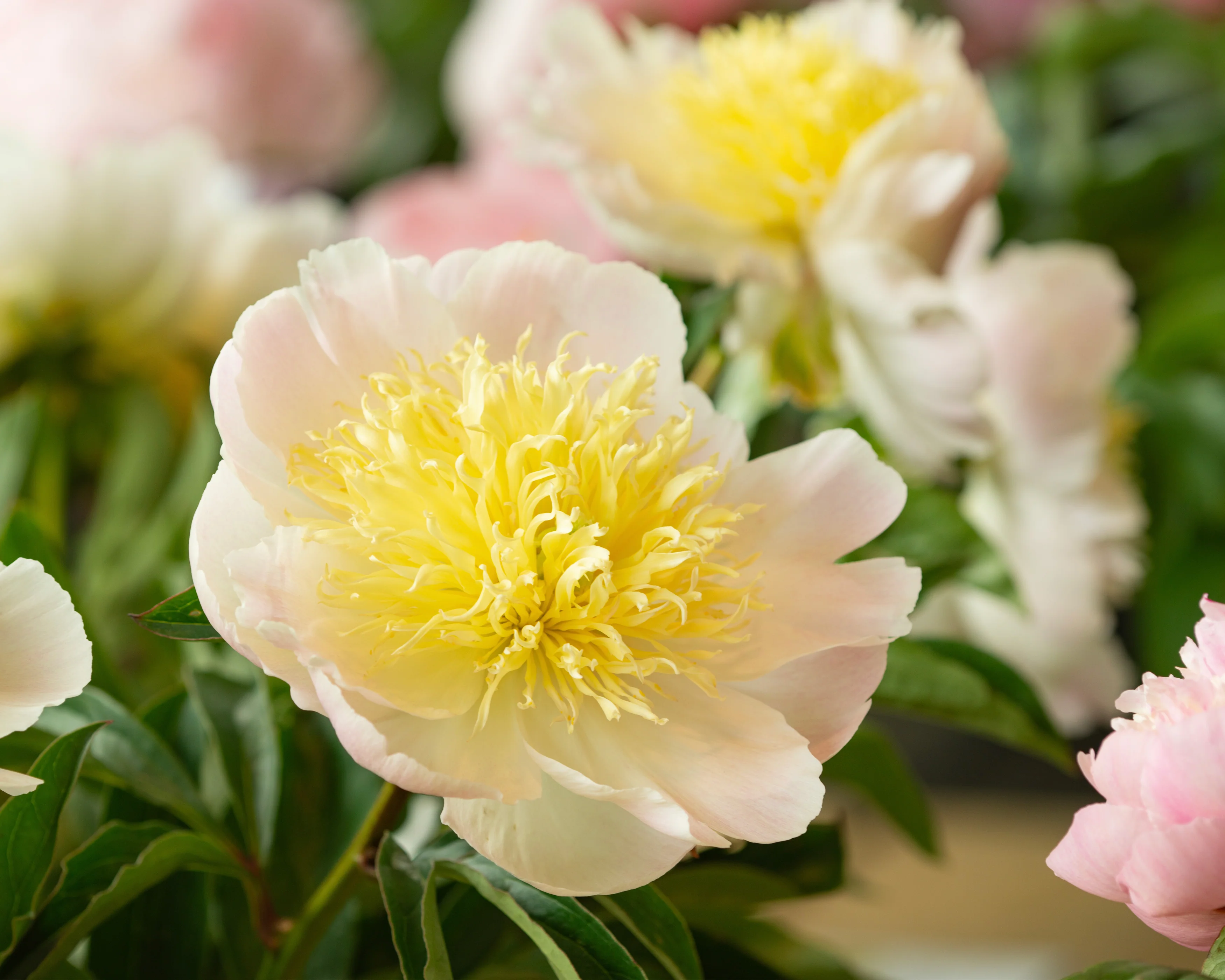 Paeonia 'Honey Gold' - Image 9