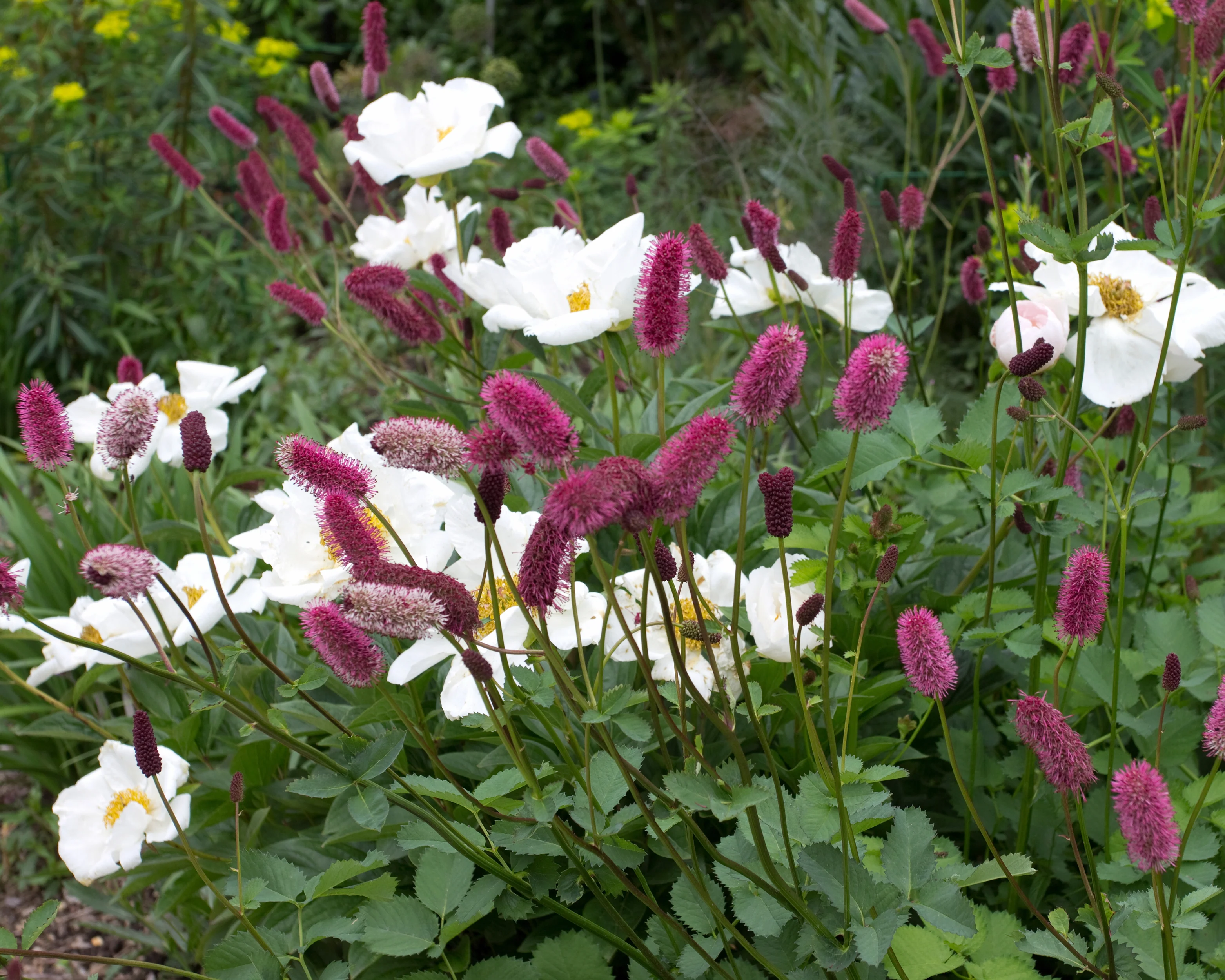 Paeonia 'Krinkled White' - Image 12