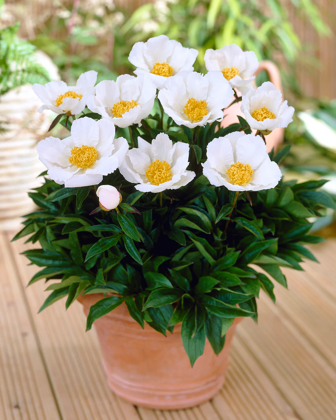 Paeonia 'Krinkled White' - Image 4