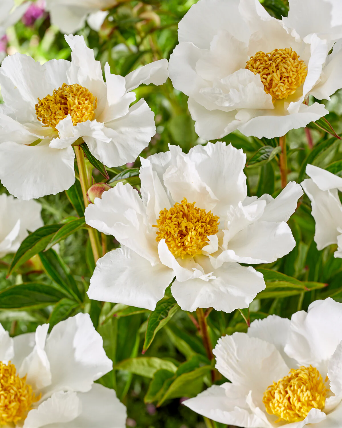 Paeonia 'Krinkled White' - Image 5