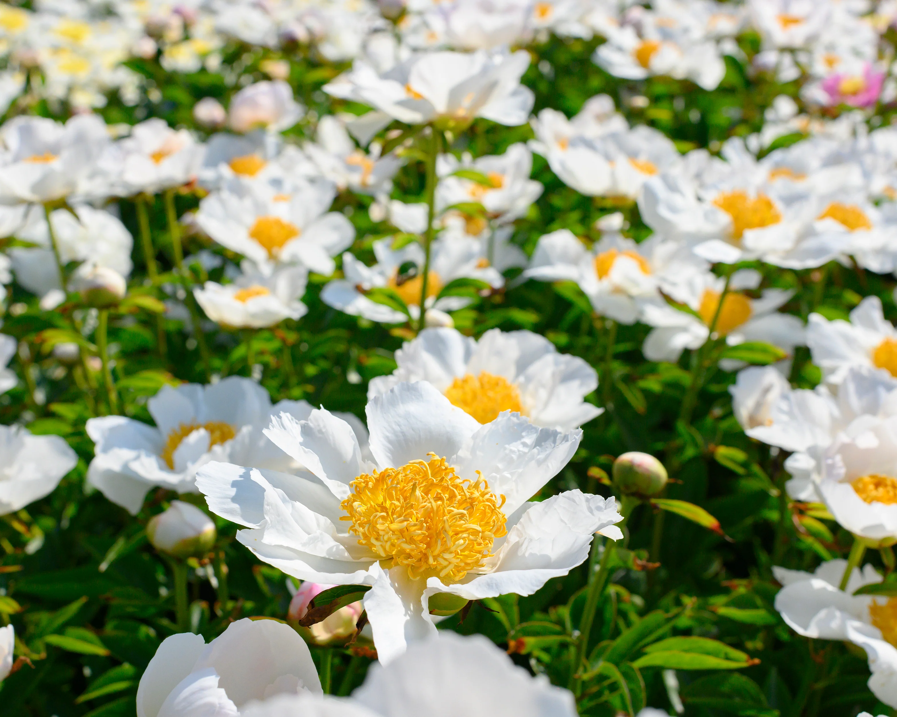 Paeonia 'Krinkled White' - Image 7