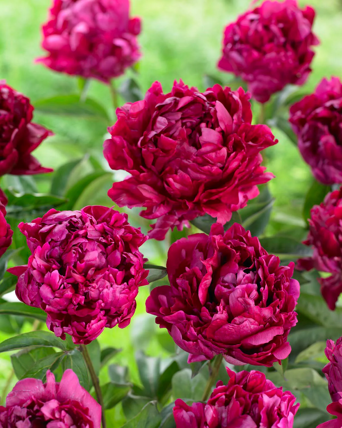 Paeonia 'Lady in Red' - Image 2