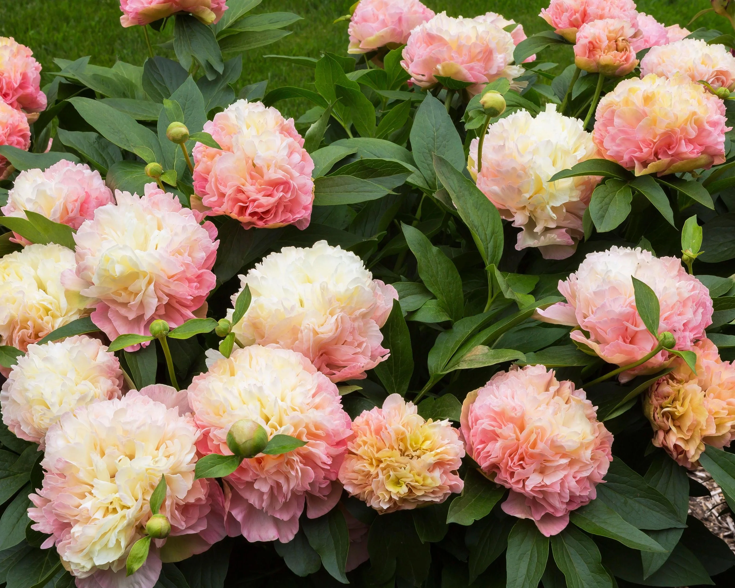 Paeonia 'Lois Choice' - Image 2
