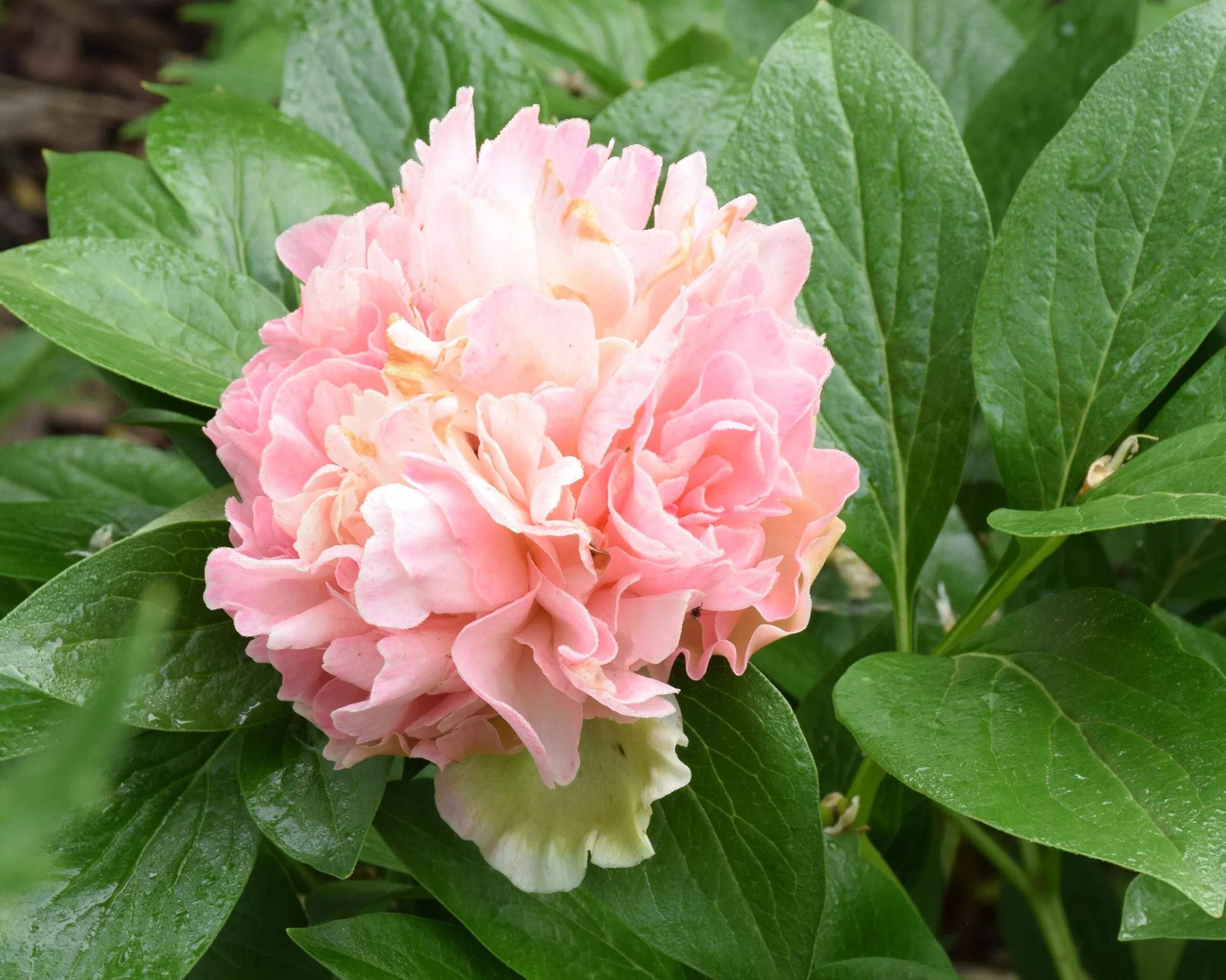 Paeonia 'Lois Choice' - Image 4