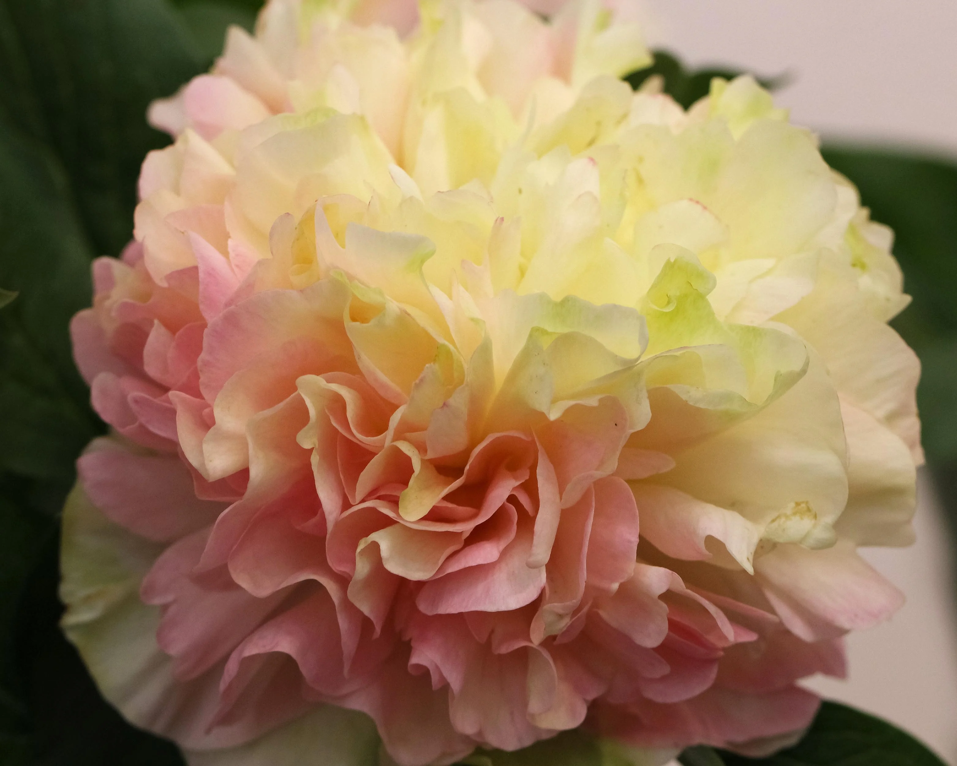 Paeonia 'Lois Choice' - Image 9