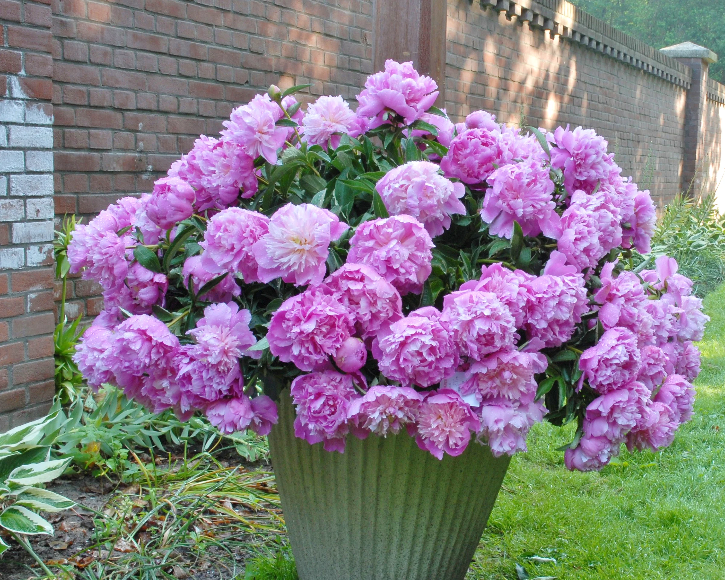 Paeonia 'Monsieur Jules Elie' - Image 4