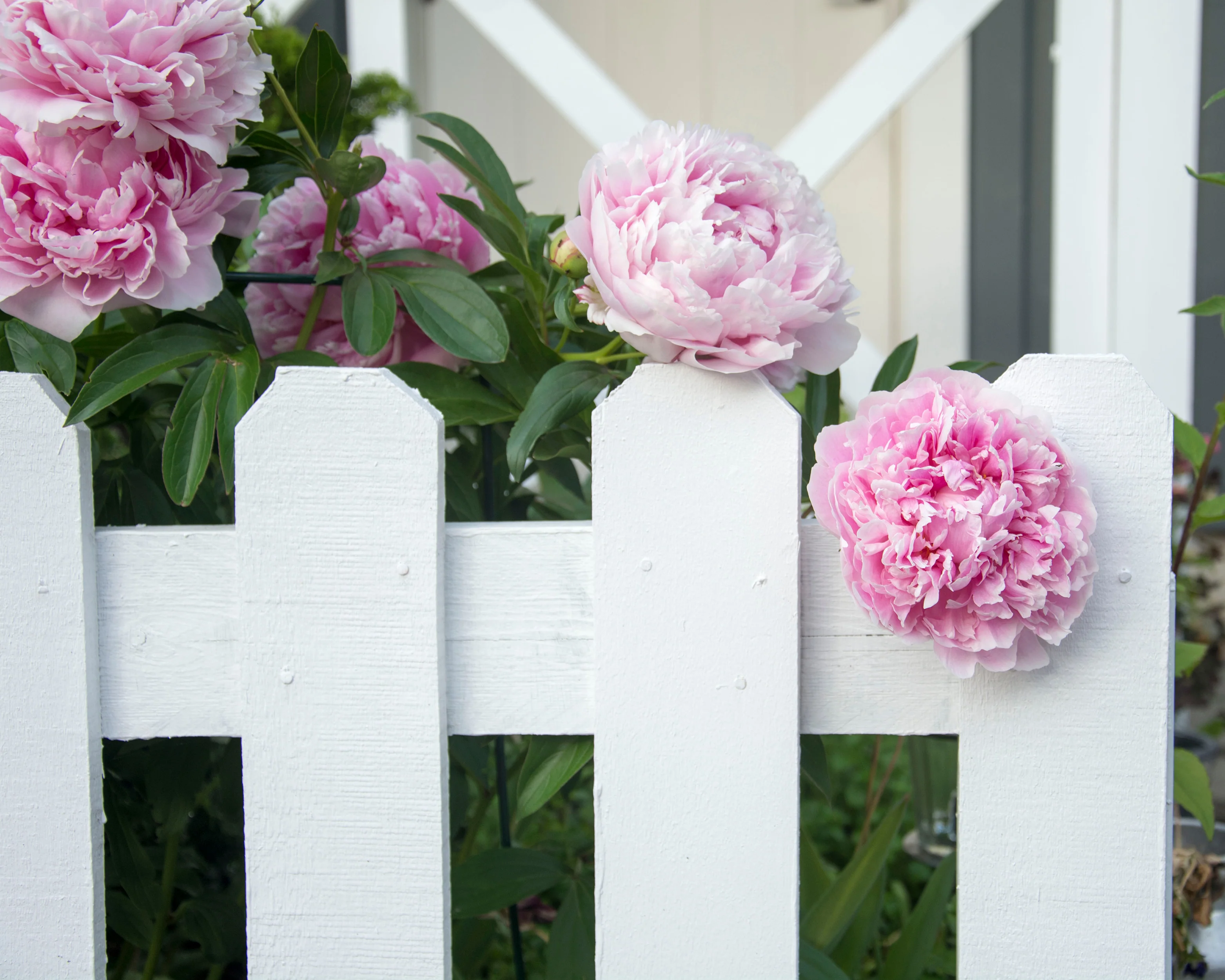 Paeonia 'Monsieur Jules Elie' - Image 7