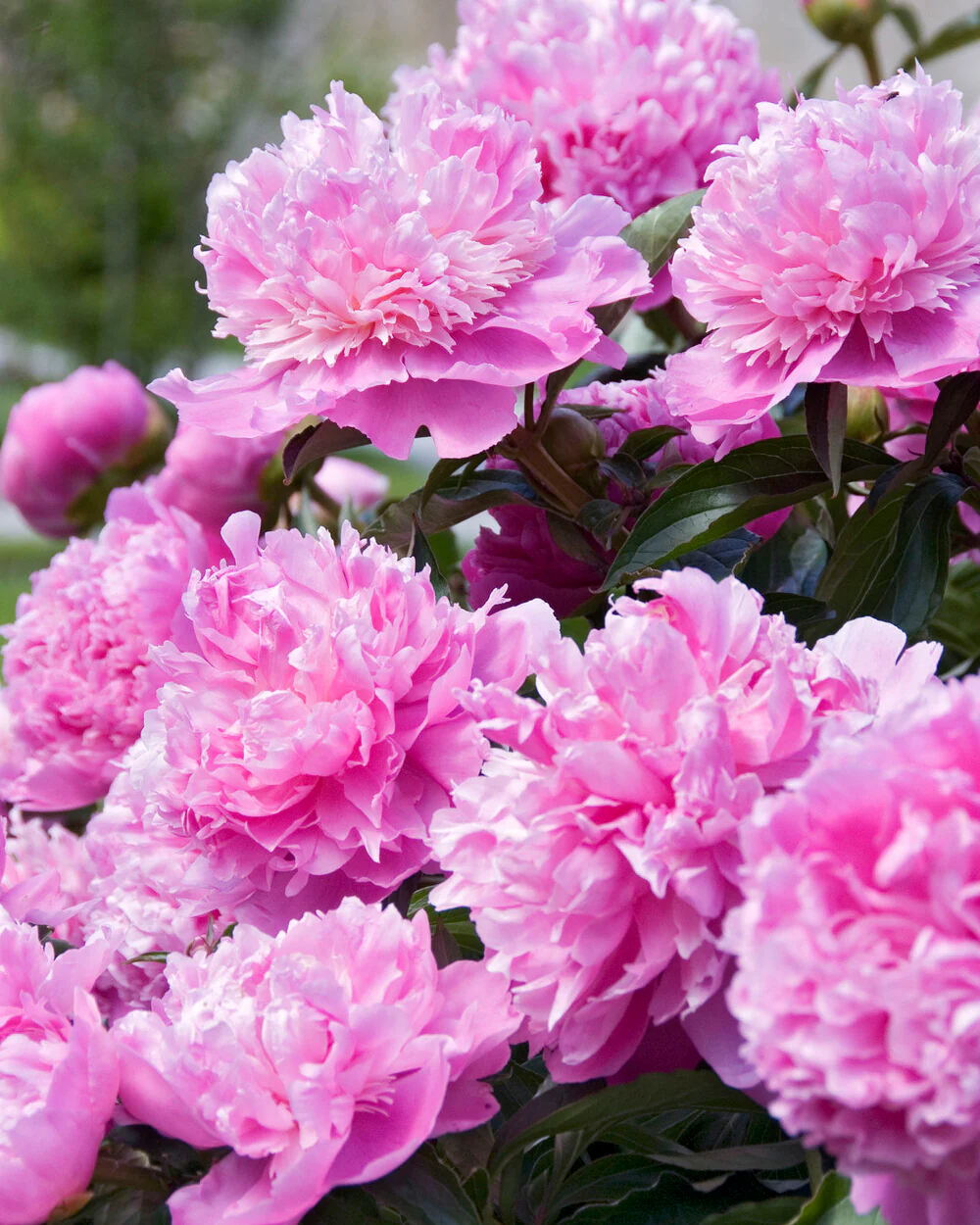 Paeonia 'Monsieur Jules Elie' - Image 8