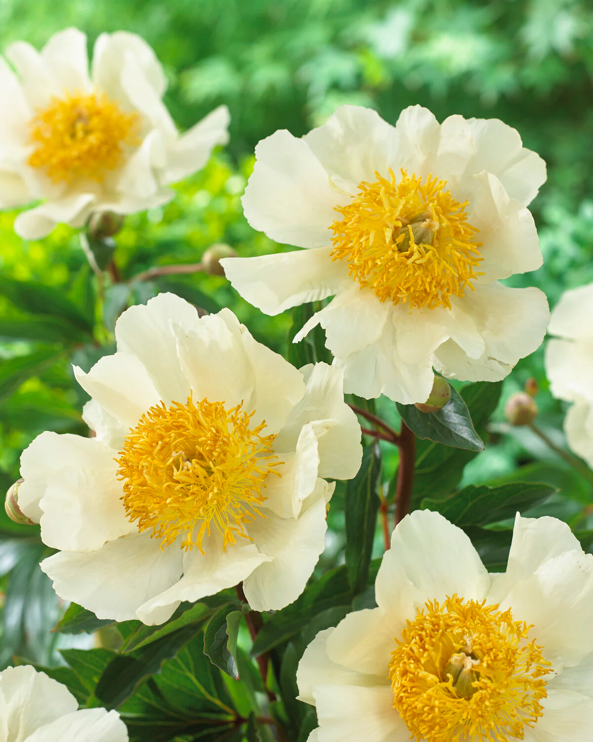 Paeonia 'Moon of Nippon' - Image 3