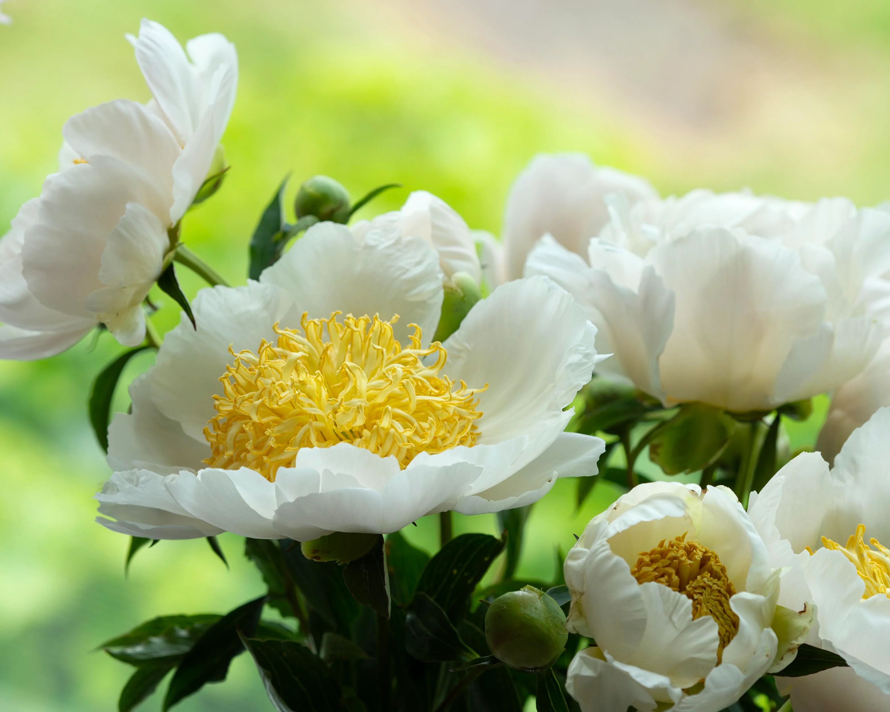 Paeonia 'Moon of Nippon' - Image 4