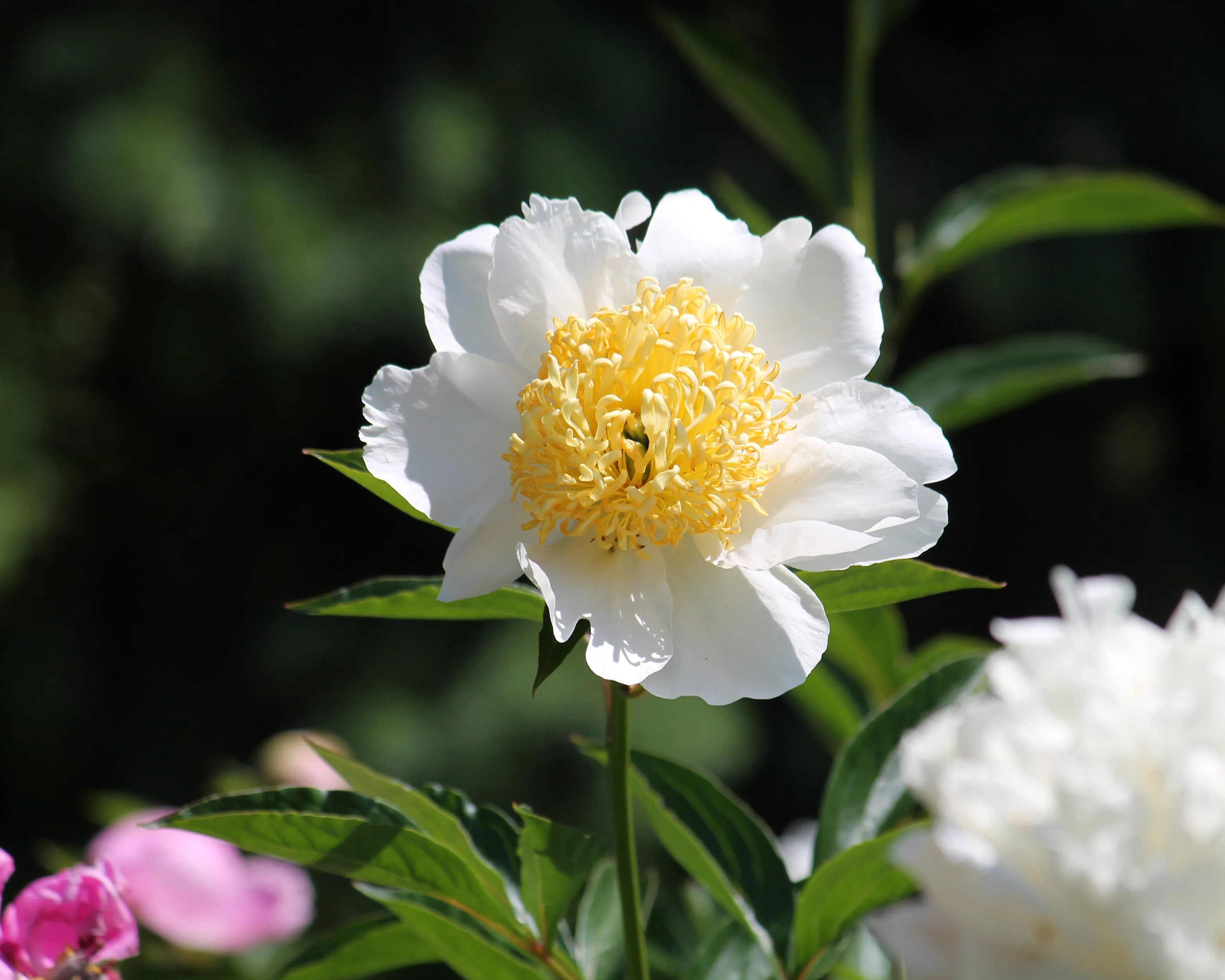 Paeonia 'Moon of Nippon' - Image 7