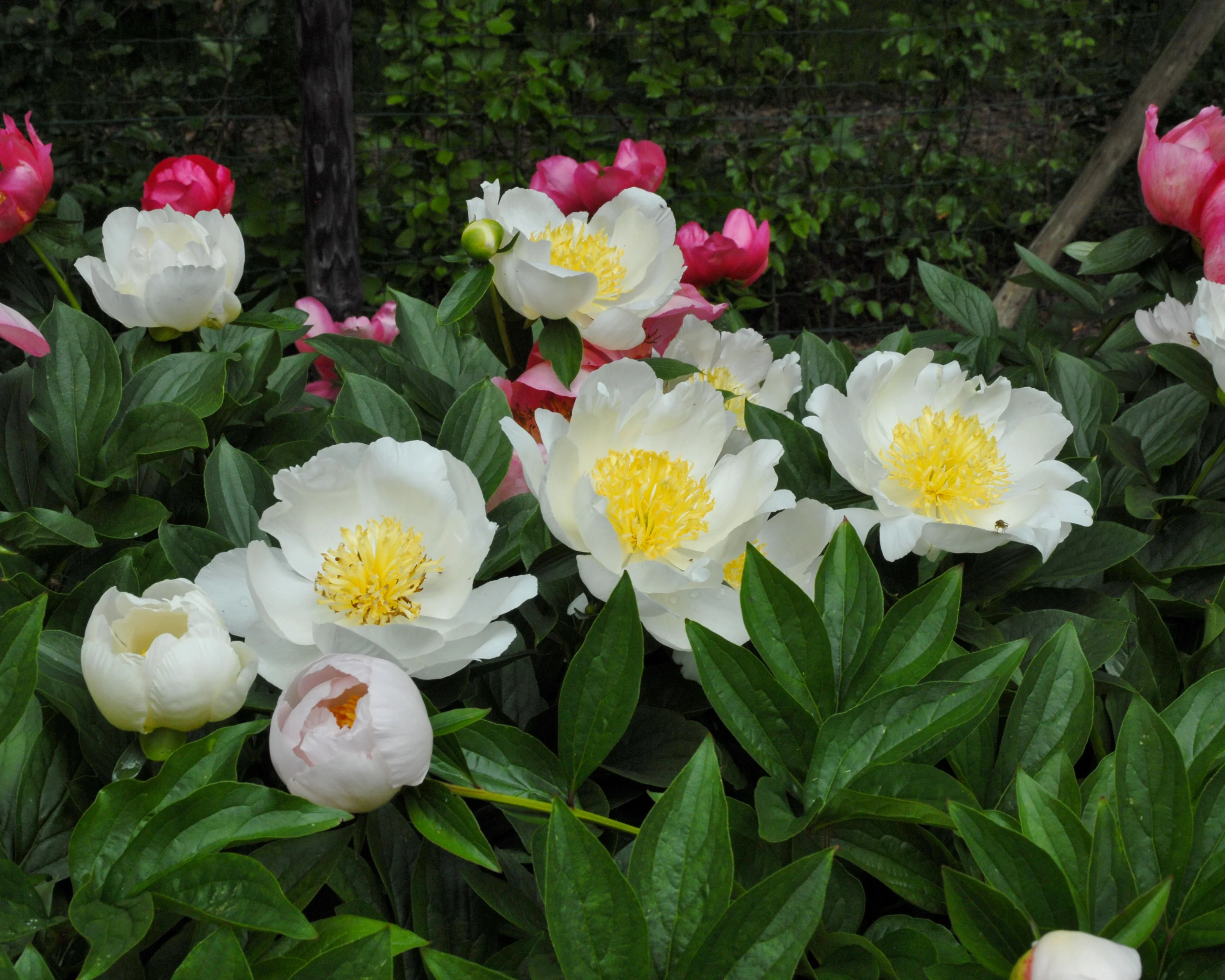 Paeonia 'Moon of Nippon' - Image 8