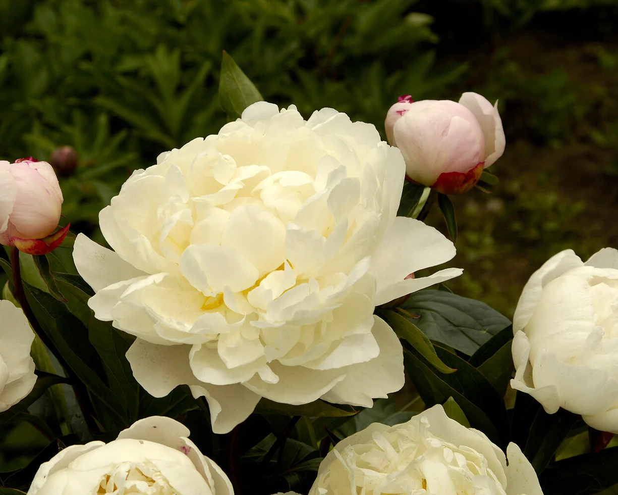 Paeonia 'Mother's Choice' - Image 2