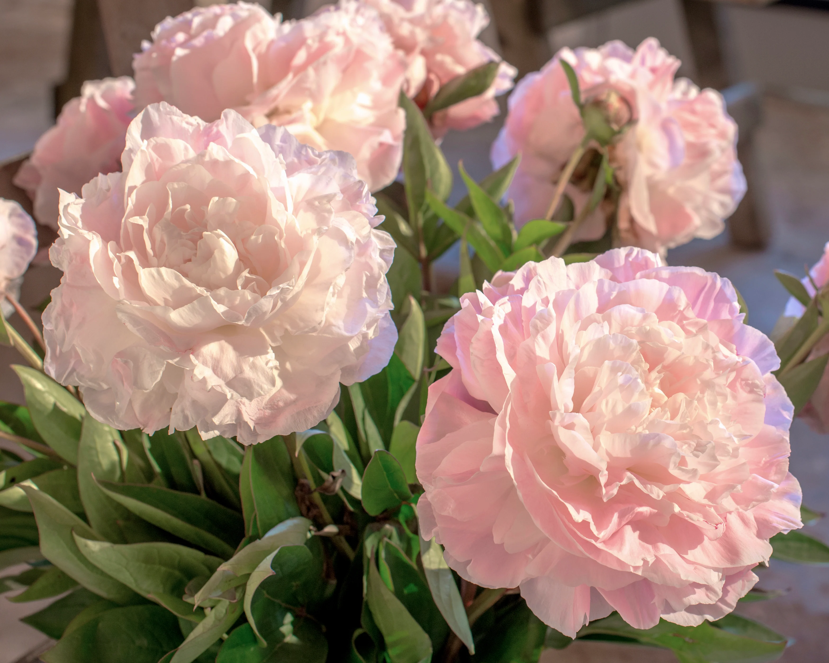 Paeonia 'Mother's Choice' - Image 3