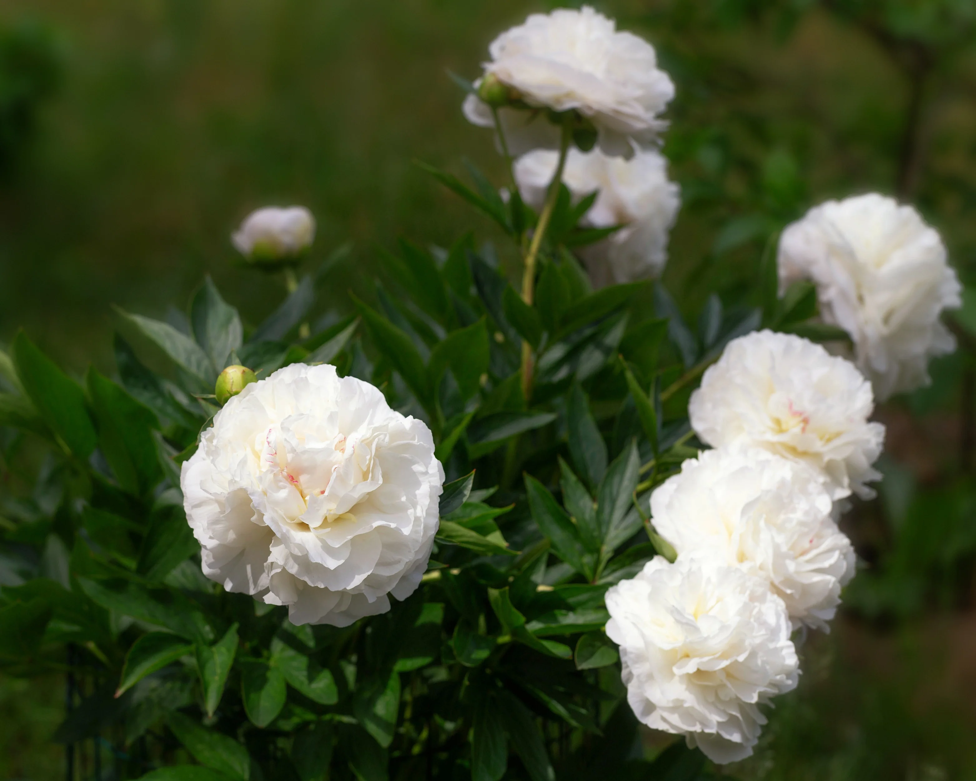 Paeonia 'Mother's Choice' - Image 4