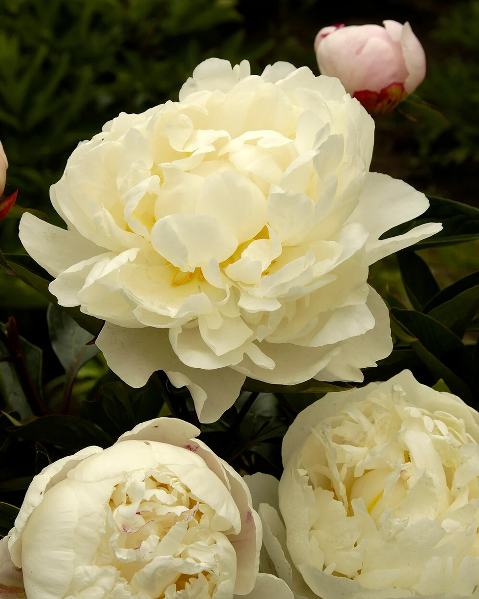 Paeonia 'Mother's Choice' - Image 8