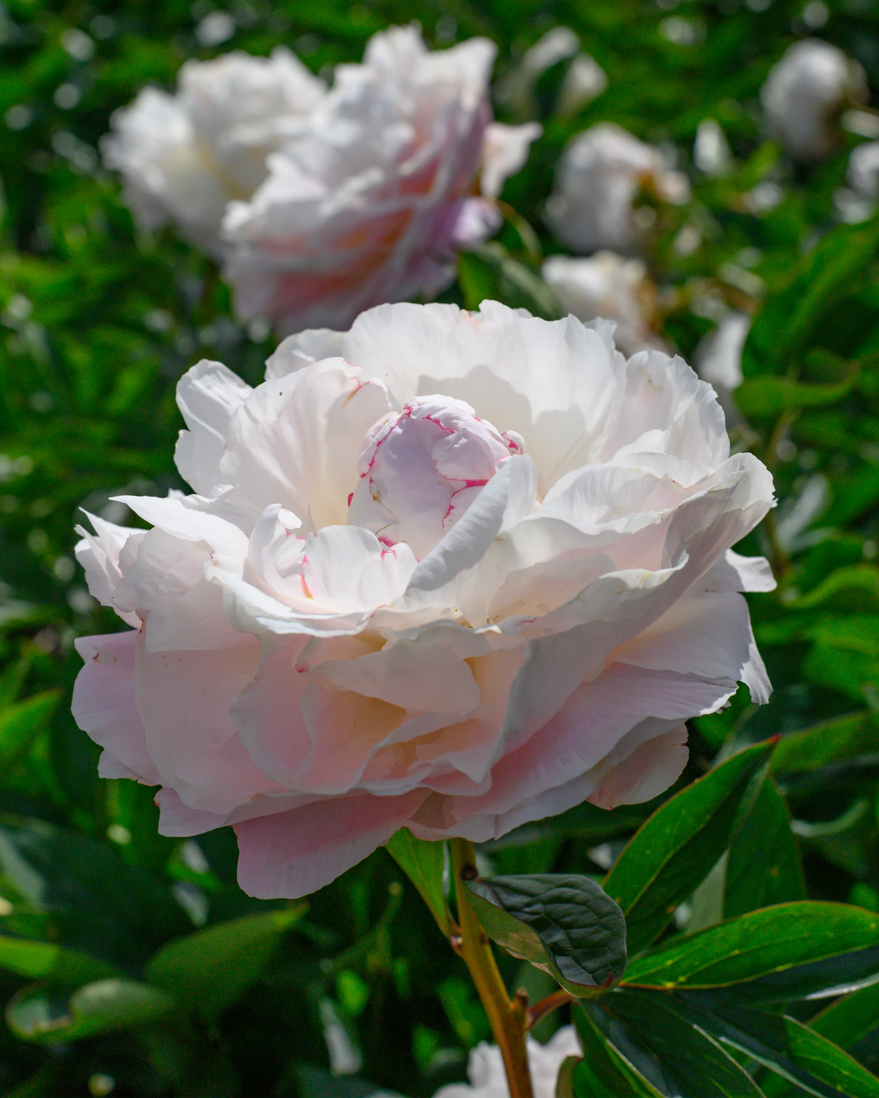 Paeonia 'Mother's Choice' - Image 9