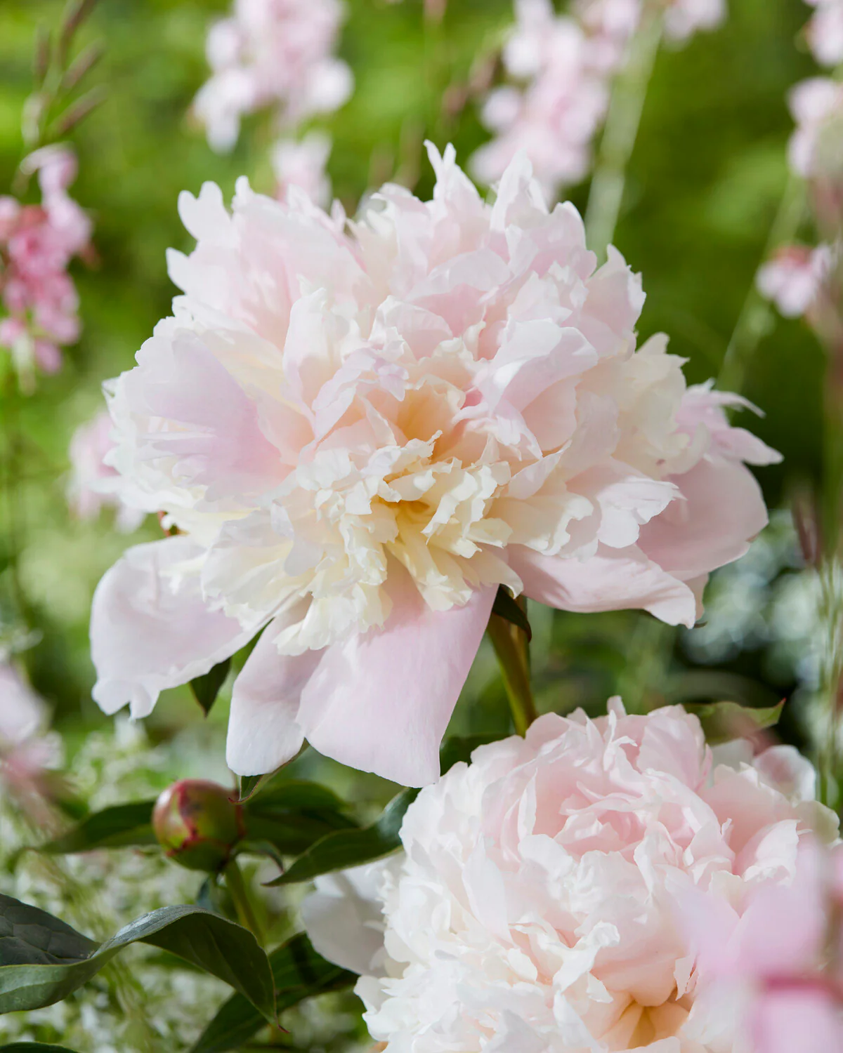 Paeonia 'Noemi Demay'