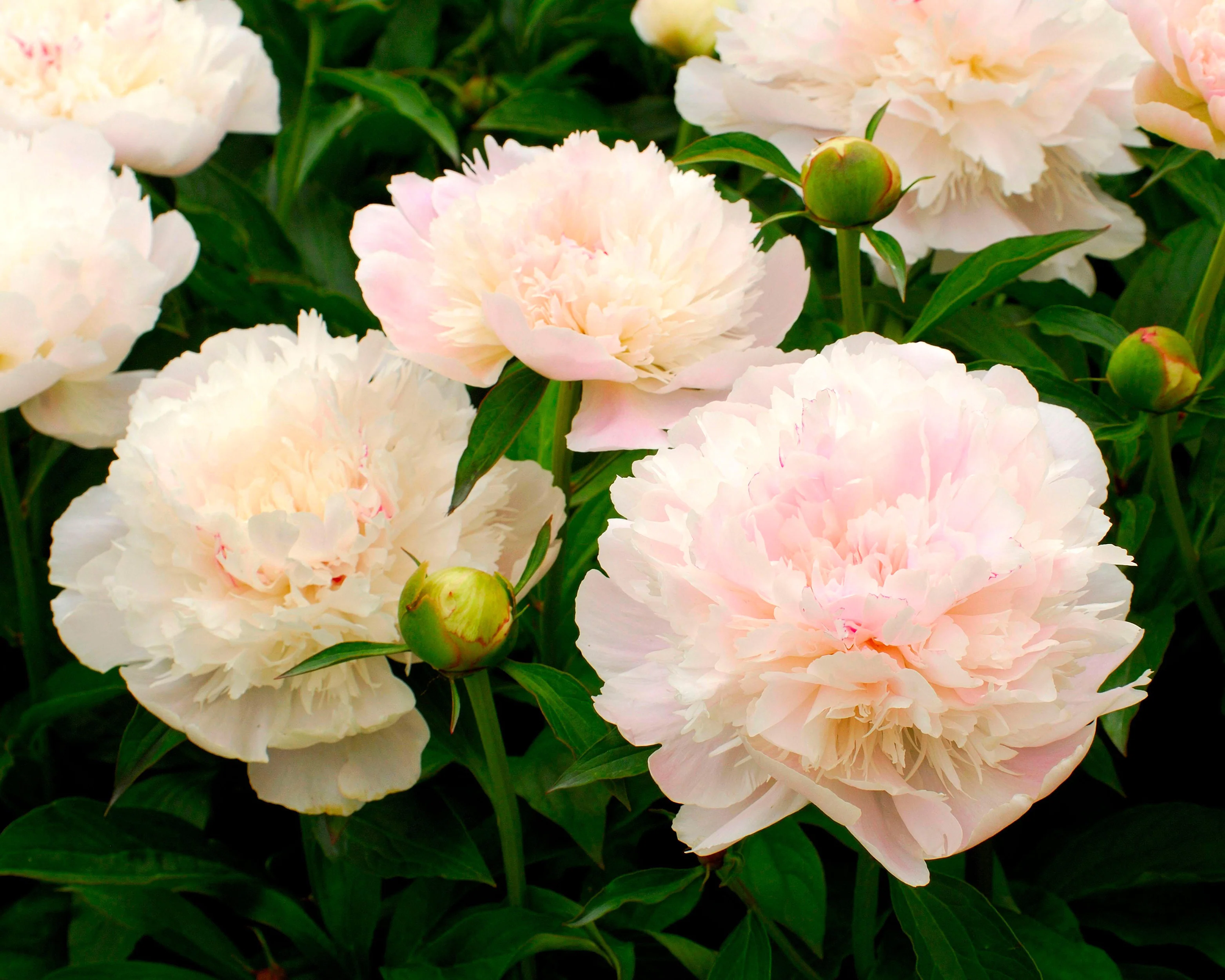 Paeonia 'Noemi Demay' - Image 2