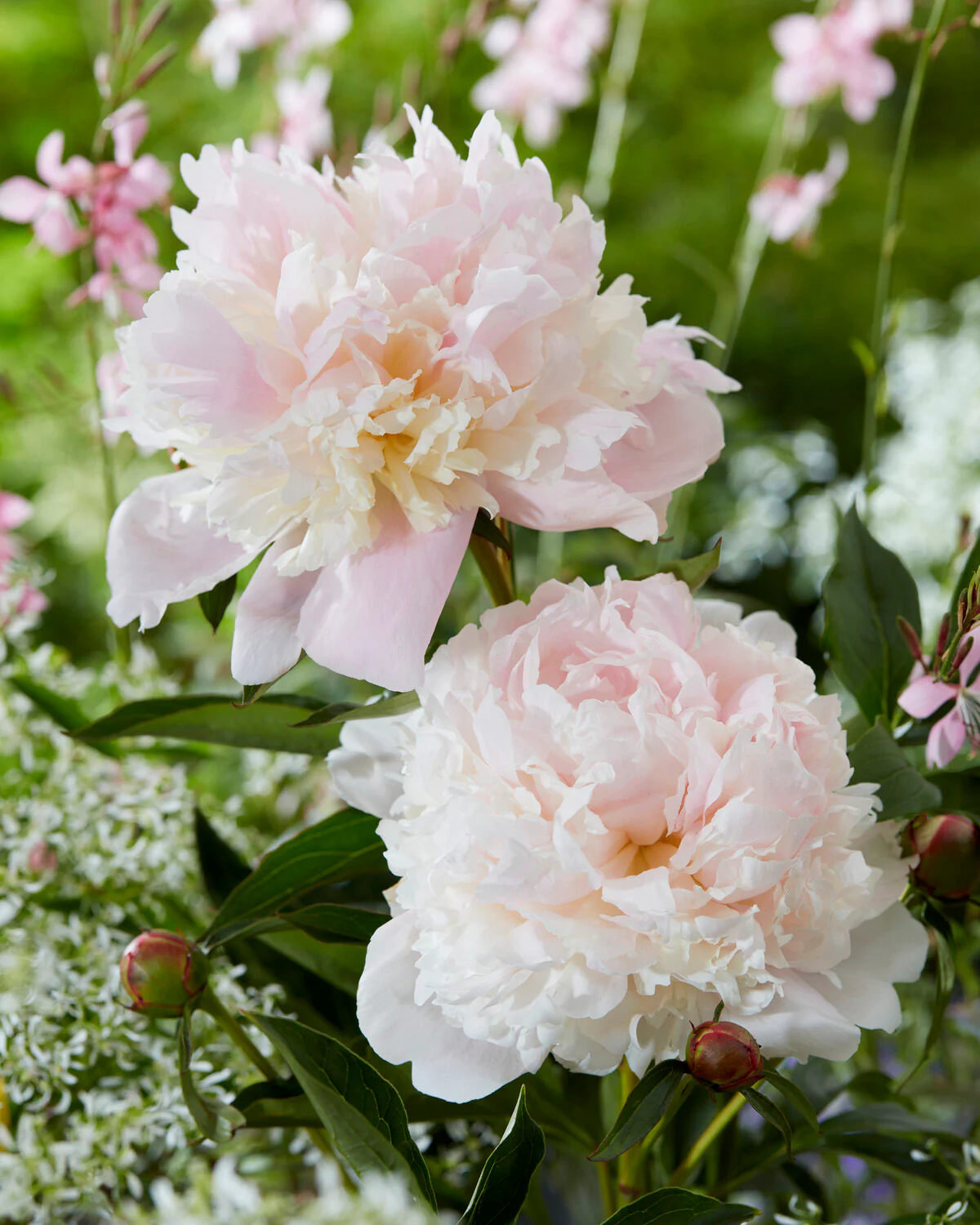 Paeonia 'Noemi Demay' - Image 3