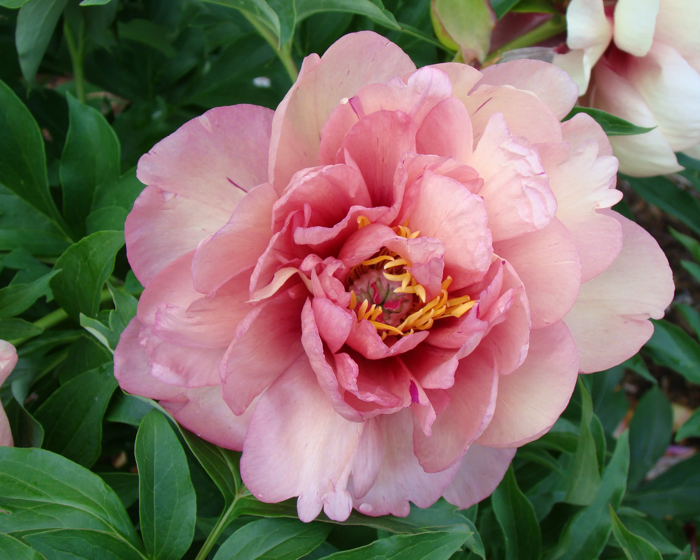 Paeonia 'Peach-a-Licious' - Image 2