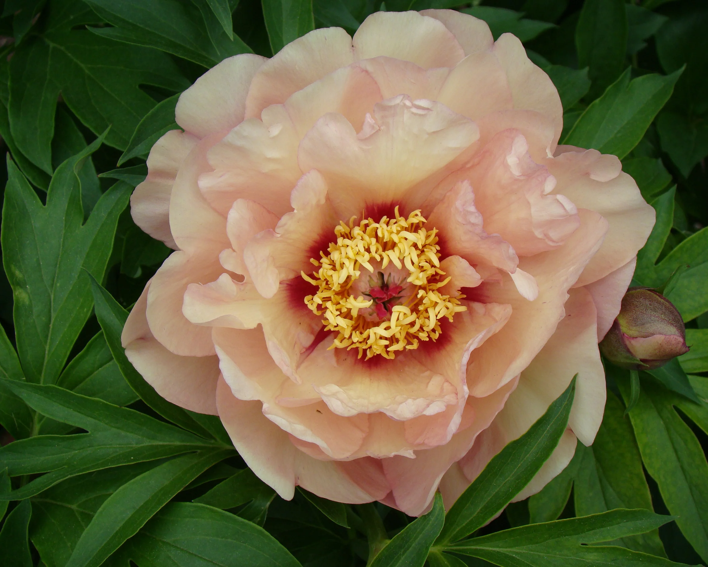Paeonia 'Peach-a-Licious' - Image 3