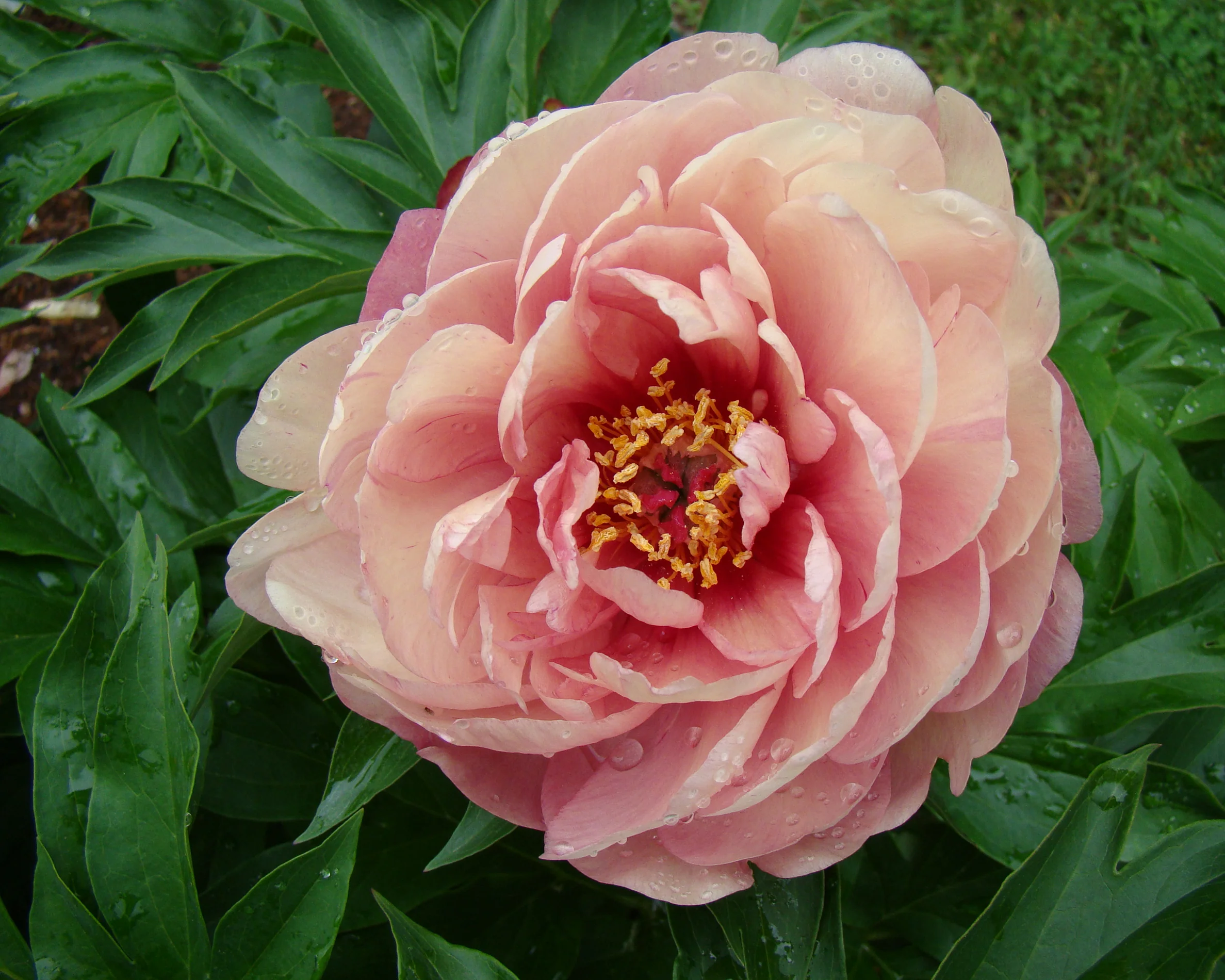 Paeonia 'Peach-a-Licious' - Image 4