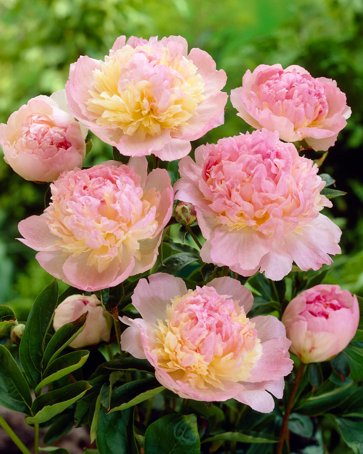 Paeonia 'Raspberry Sundae' - Image 2