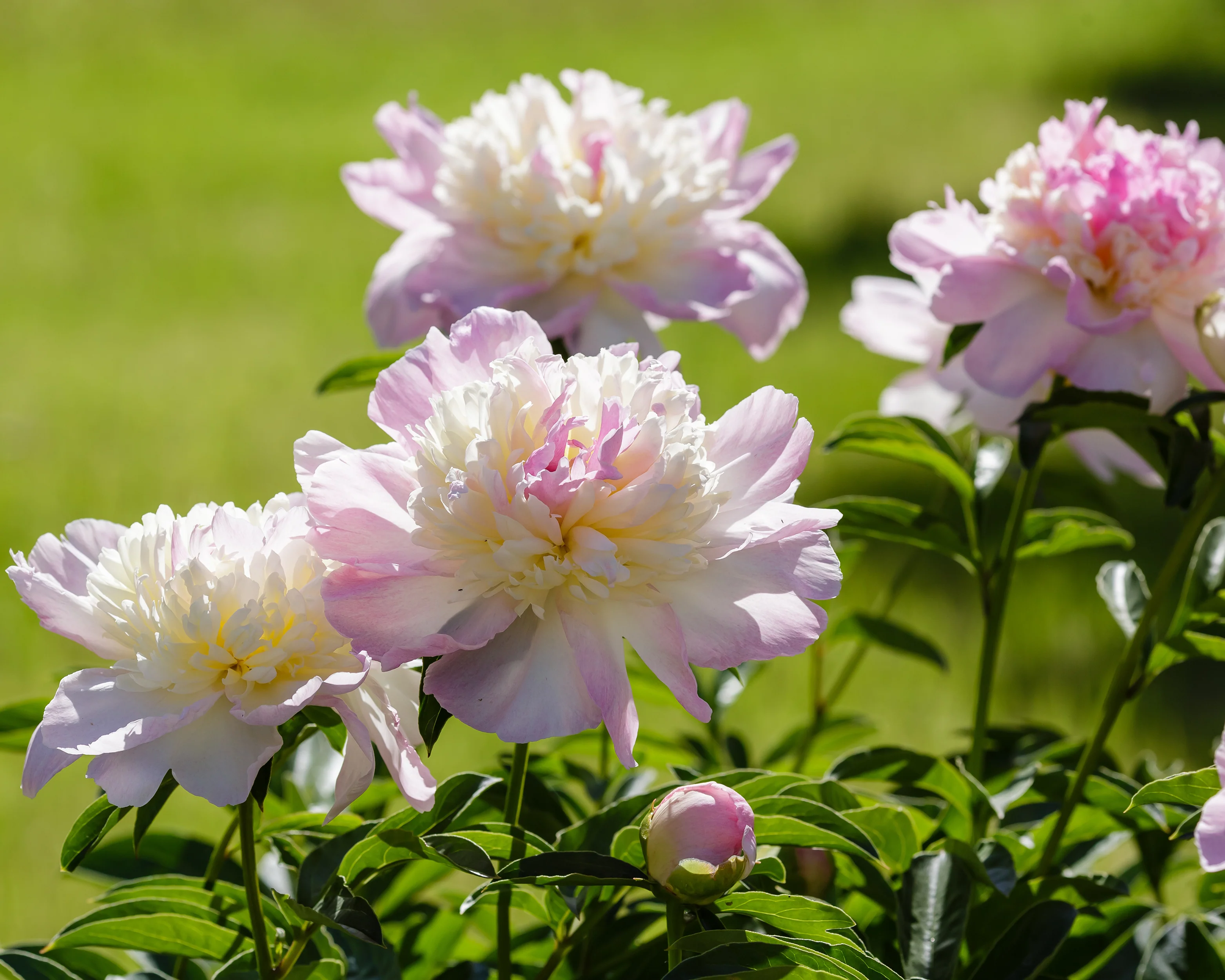Paeonia 'Raspberry Sundae' - Image 3