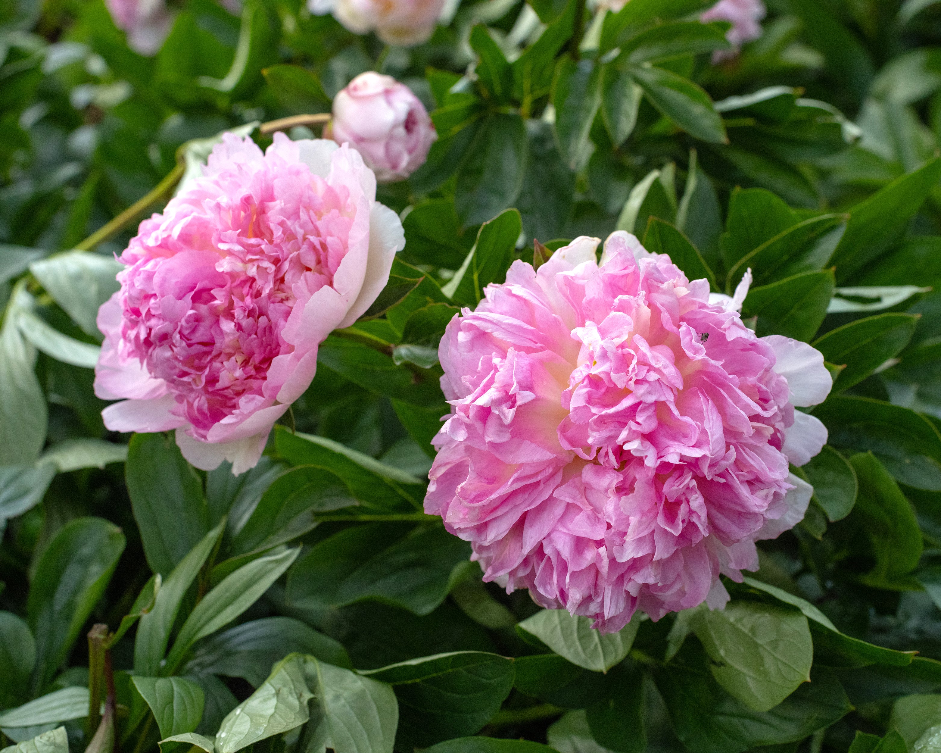 Paeonia 'Raspberry Sundae' - Image 4