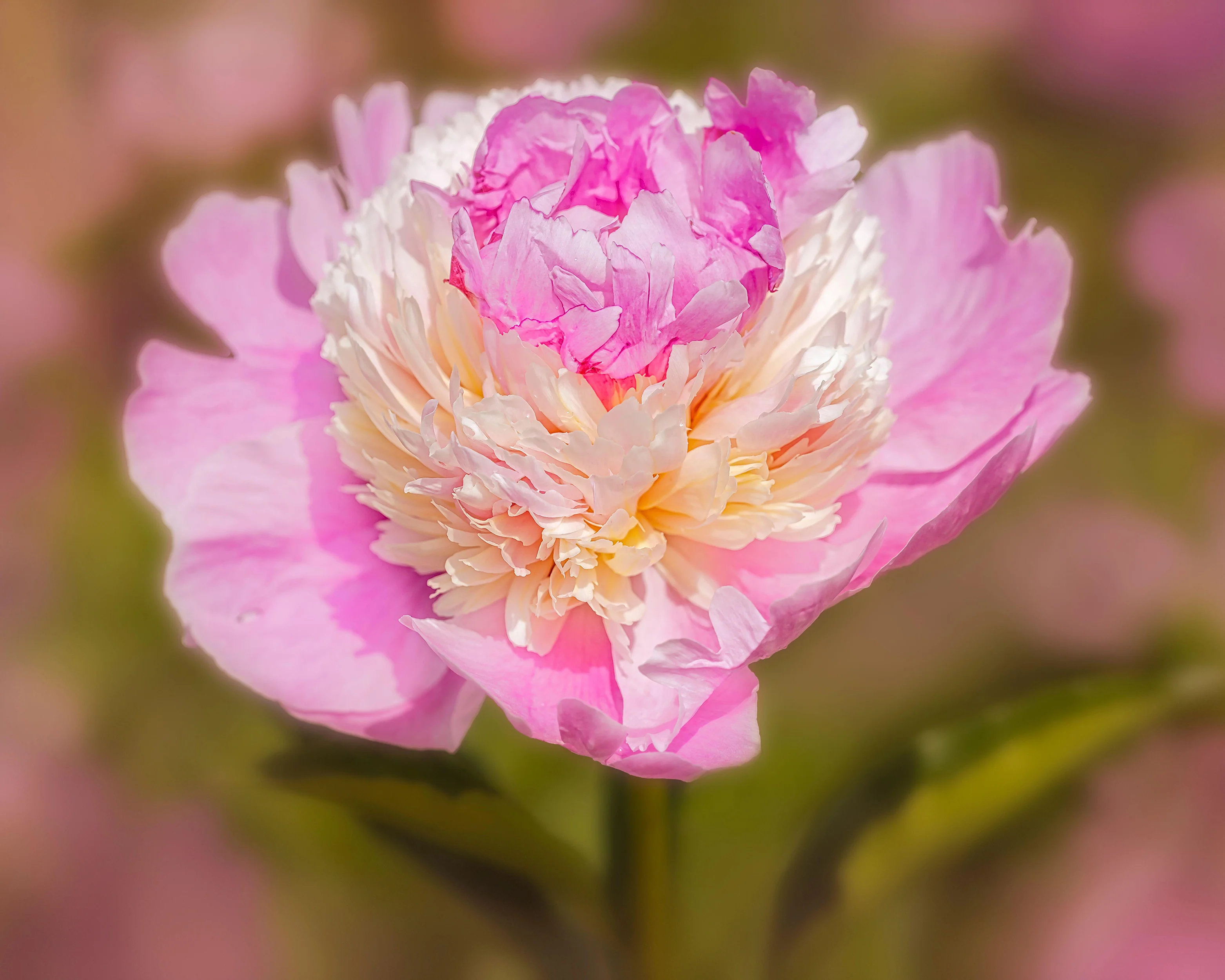 Paeonia 'Raspberry Sundae' - Image 6