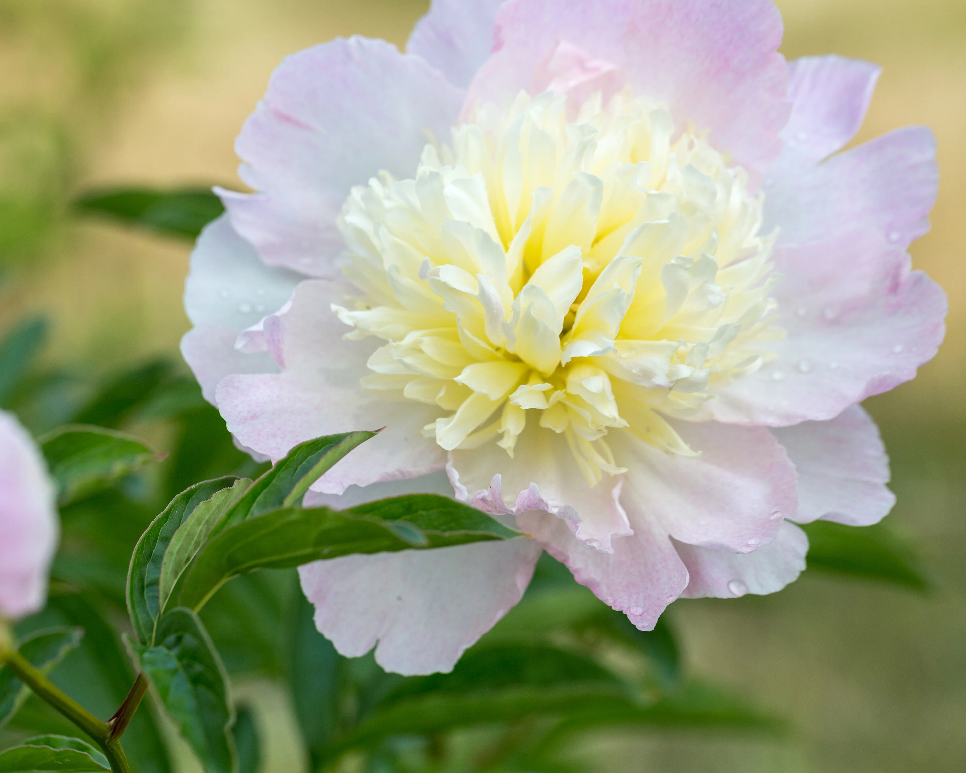 Paeonia 'Raspberry Sundae' - Image 7