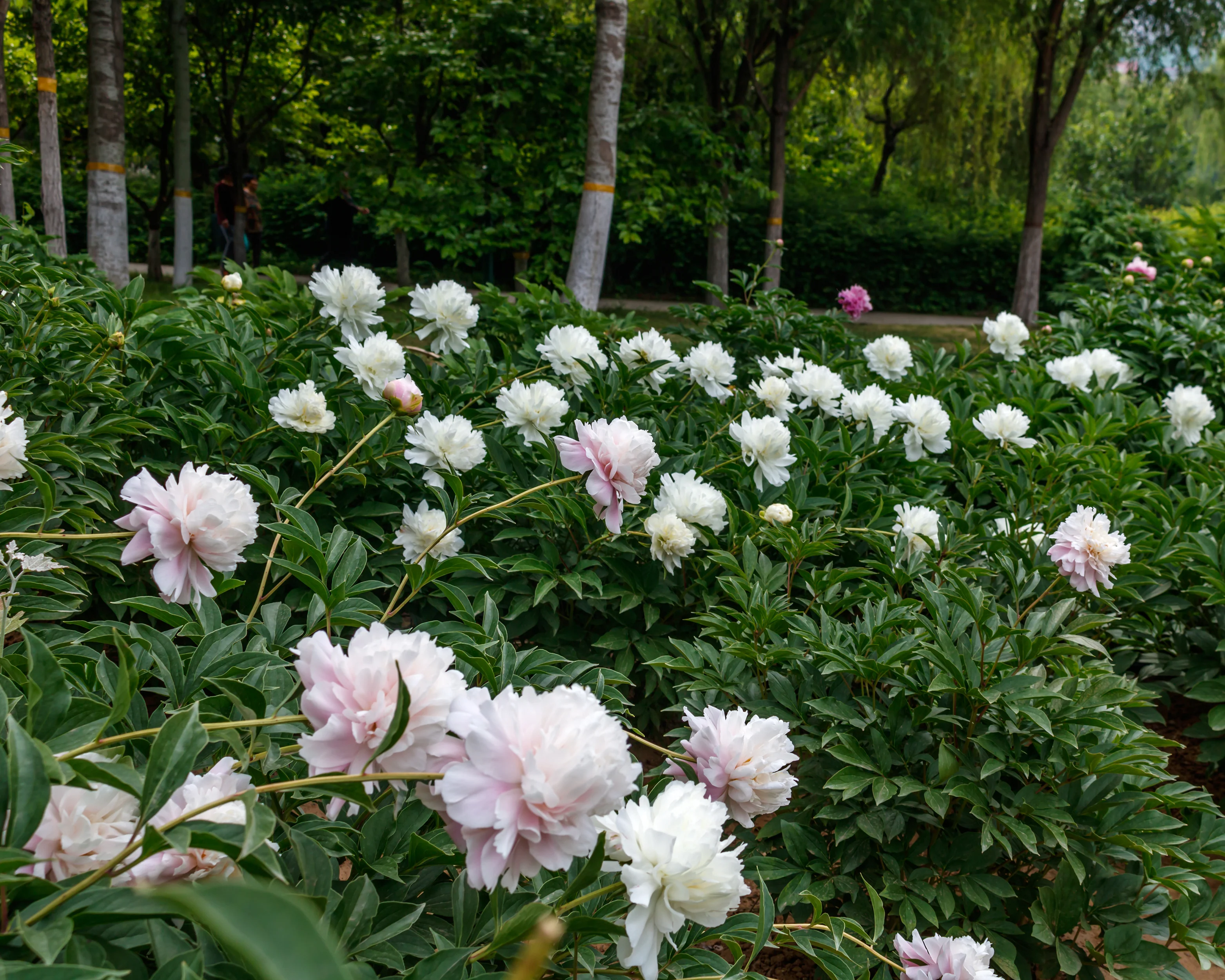 Paeonia 'Raspberry Sundae' - Image 8