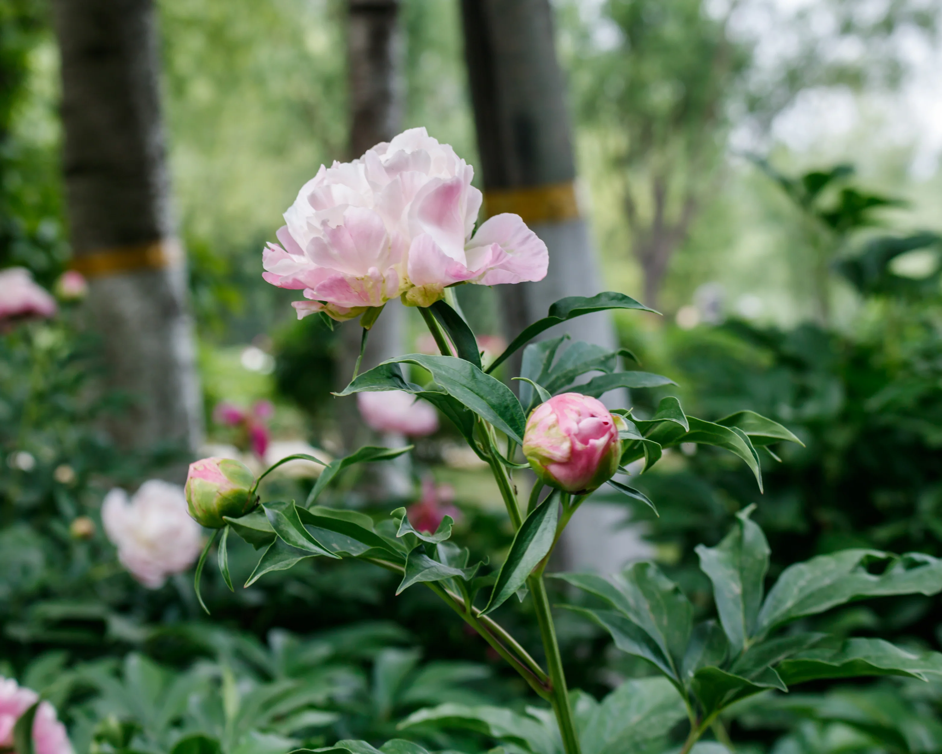 Paeonia 'Raspberry Sundae' - Image 9